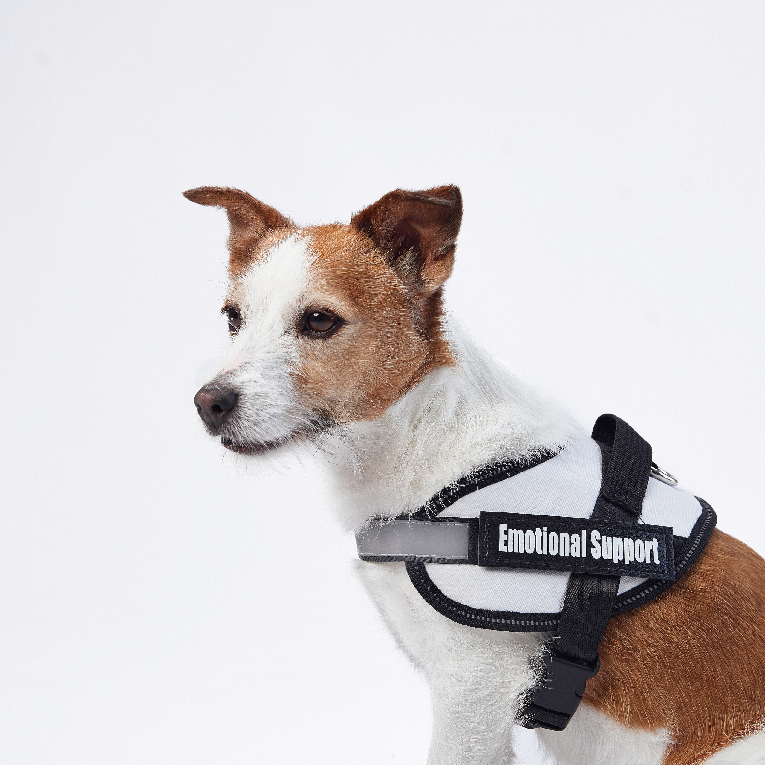 Advertising shooting with animals. Pets in advertising. Dog photographer Averianova Anna — Art photography of dogs