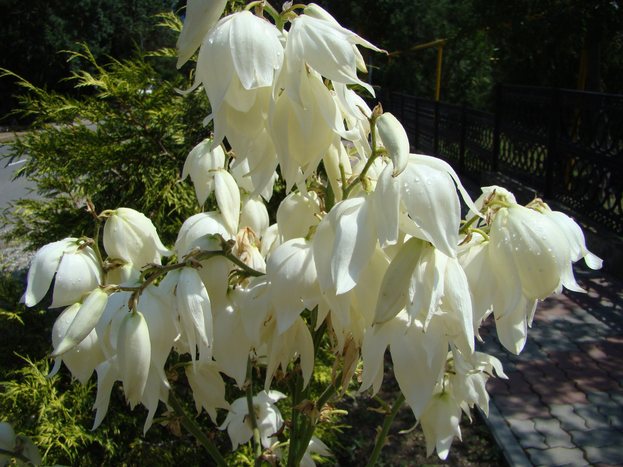 Кабардинка (фото Зевиных) 25.06-24.07.2008. Семейный, Свадебный фотограф СПБ Питер— Романова Екатерина