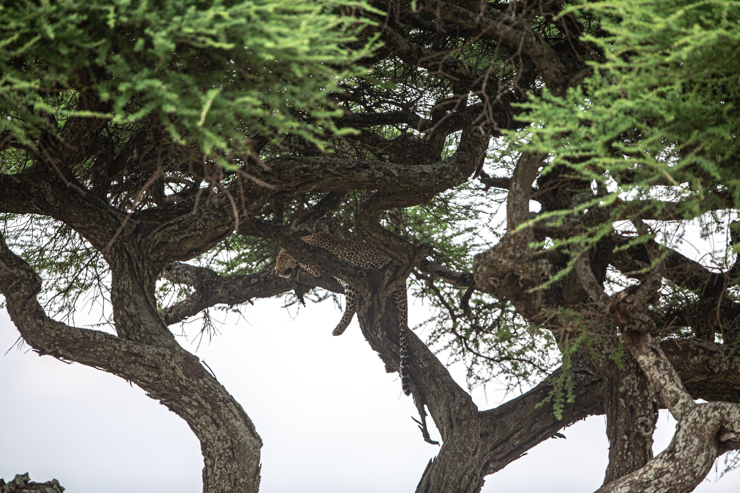 Танзания. Добродеева Алла фотограф, Москва