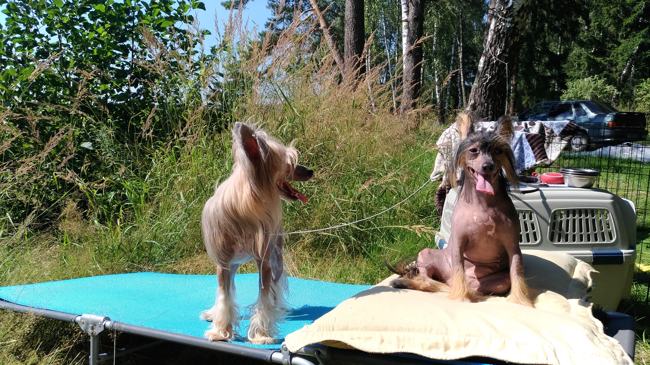 Hike to Konakovo. Poale Ell Chinese Crested Dog Kennel: Buy a puppy from the kennel