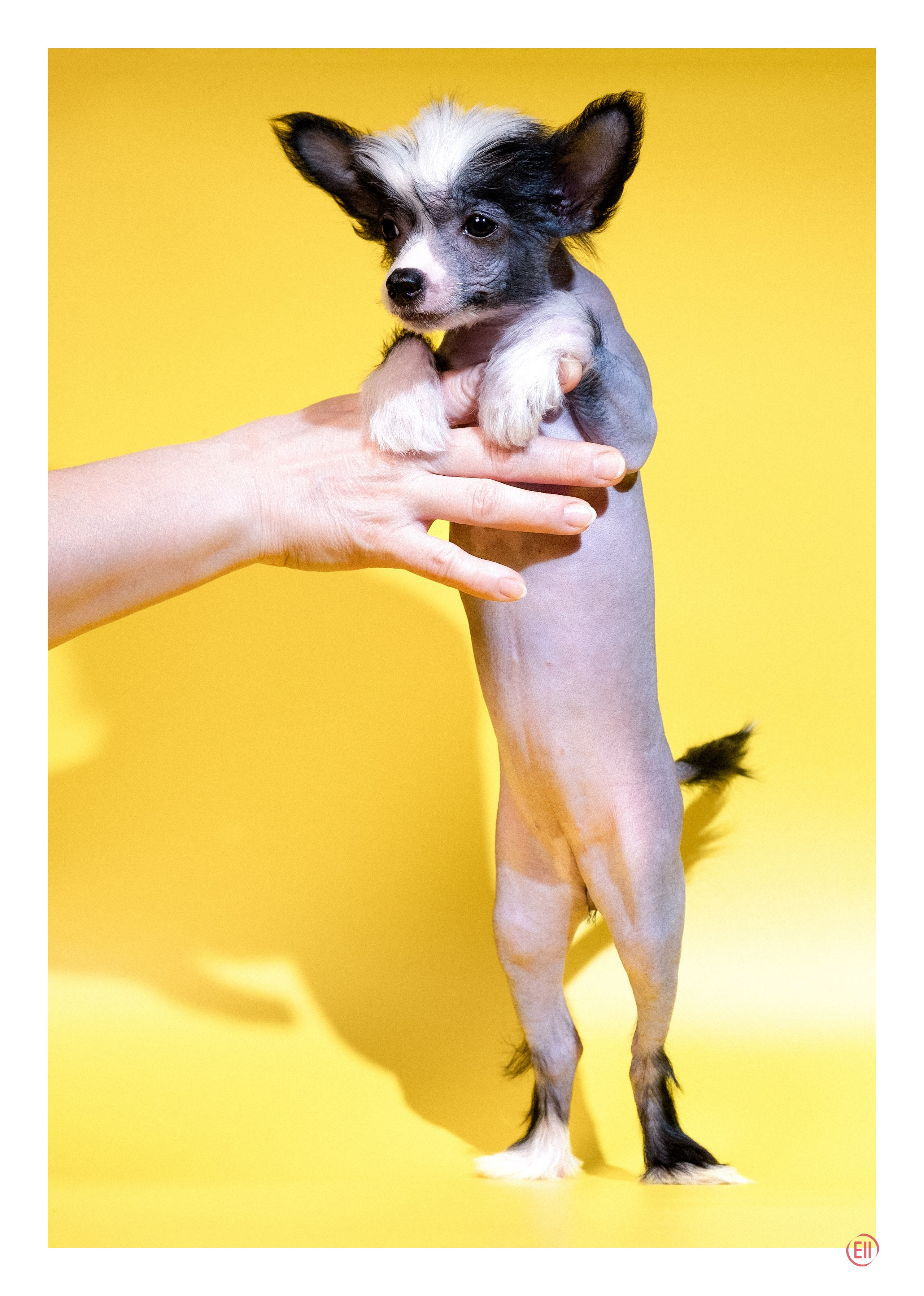 Помёт «D». Жёлтая фотосессия. Питомник китайских хохлатых собак Poale Ell: купить щенка в питомнике