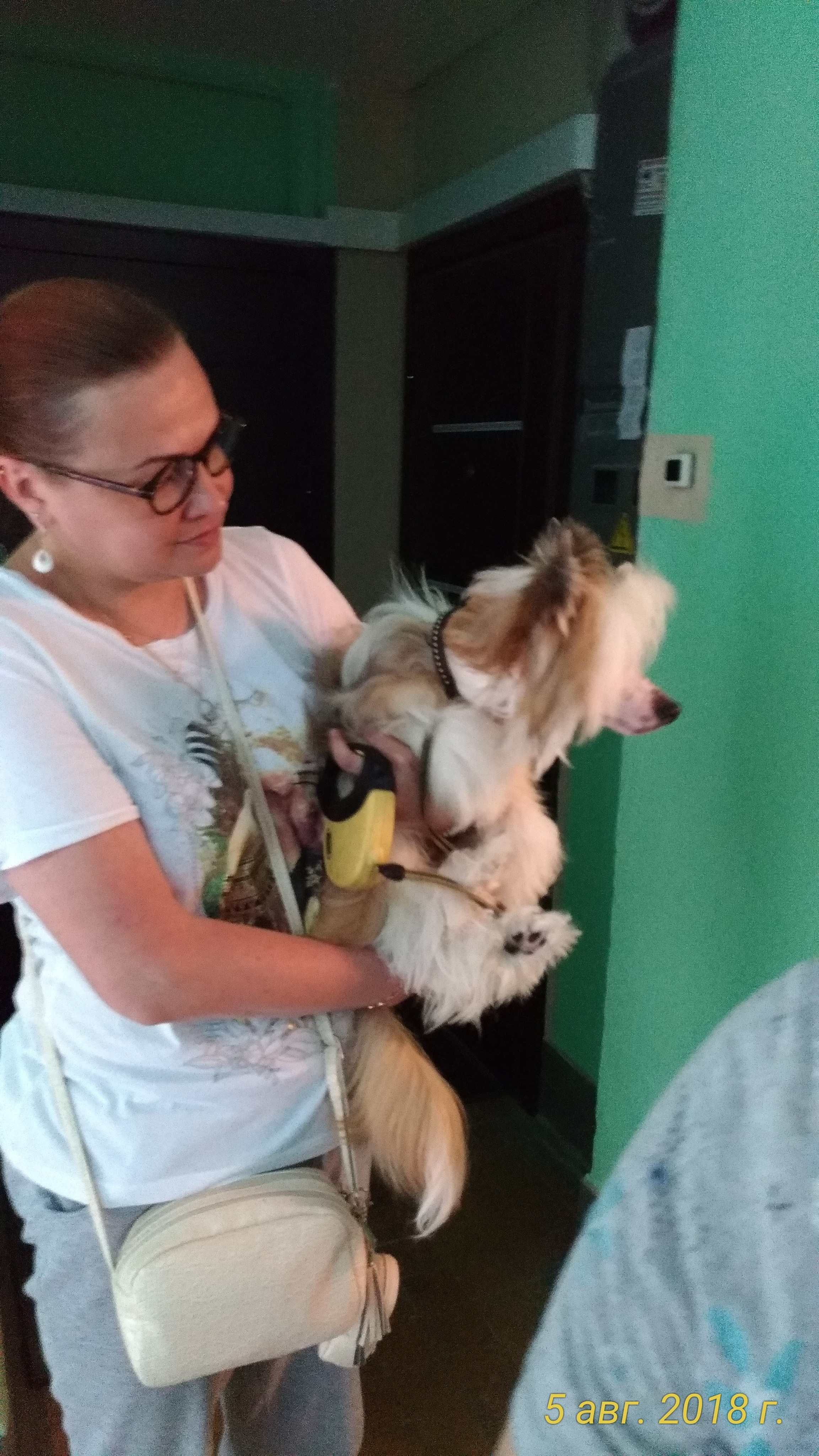Barthelamew is leaving. Poale Ell Chinese Crested Dog Kennel: Buy a puppy from the kennel