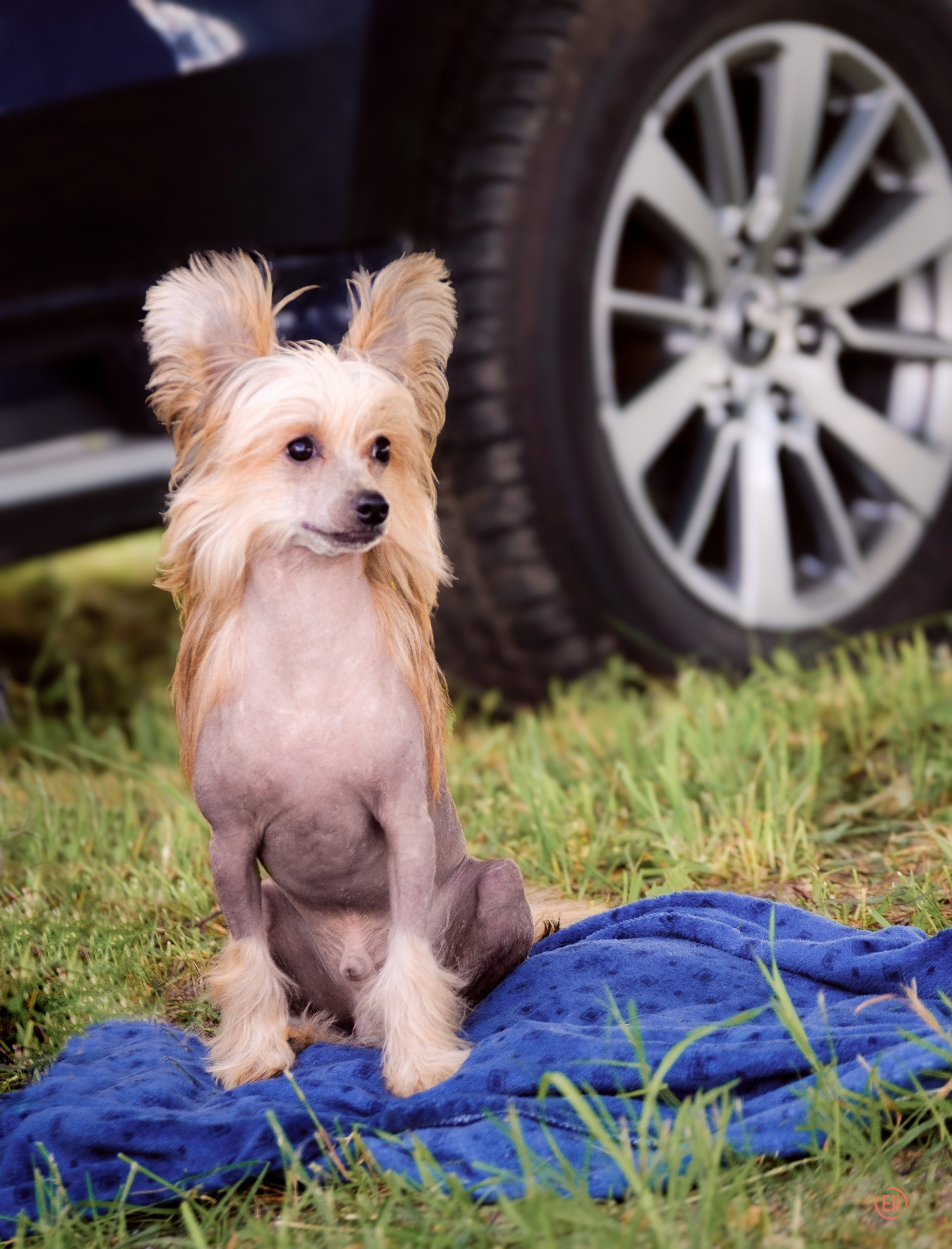 Вороново. Питомник китайских хохлатых собак Poale Ell: купить щенка