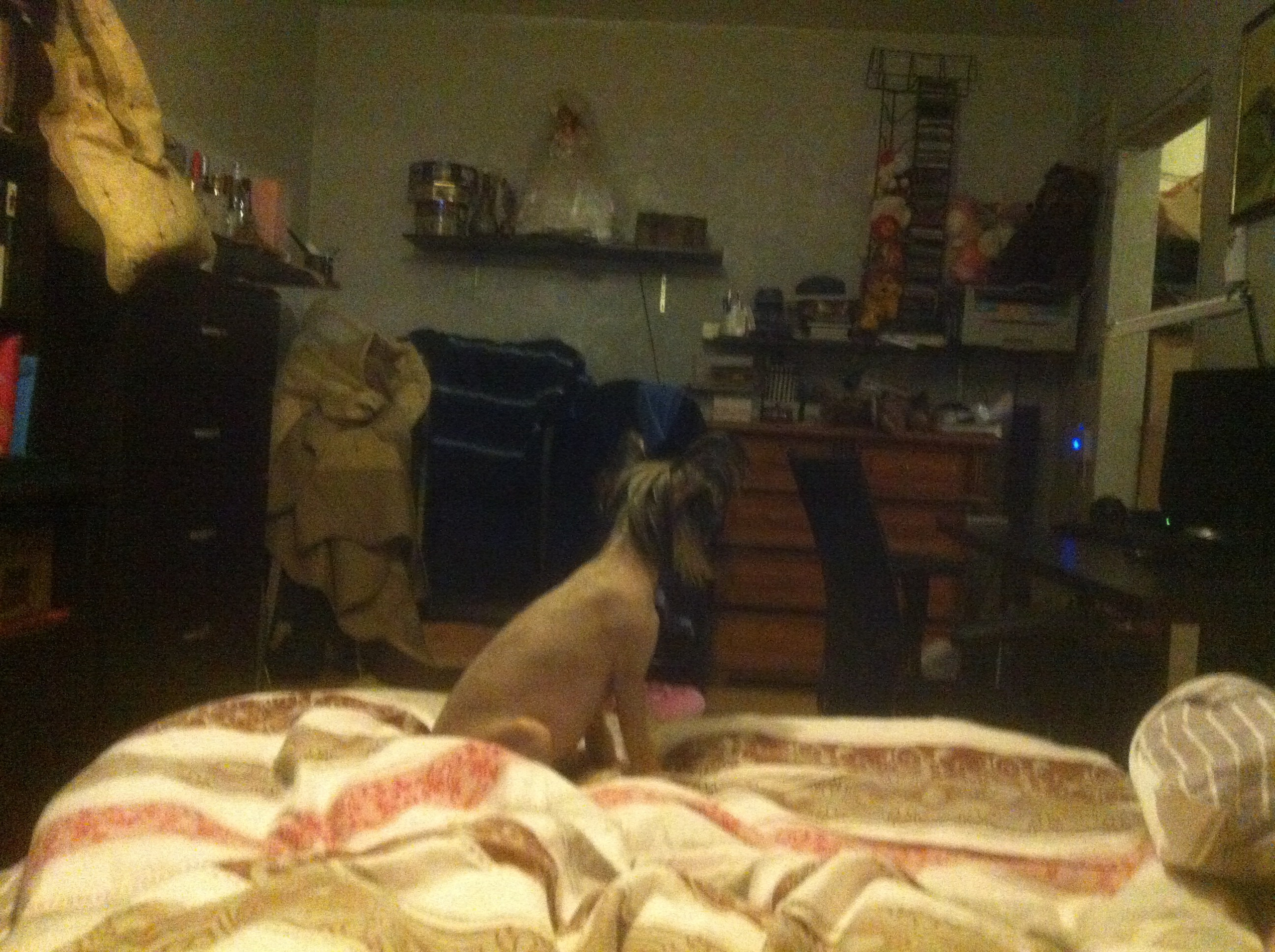 Lux, a new member of the family. Poale Ell Chinese Crested Dog Kennel: Buy a puppy from the kennel