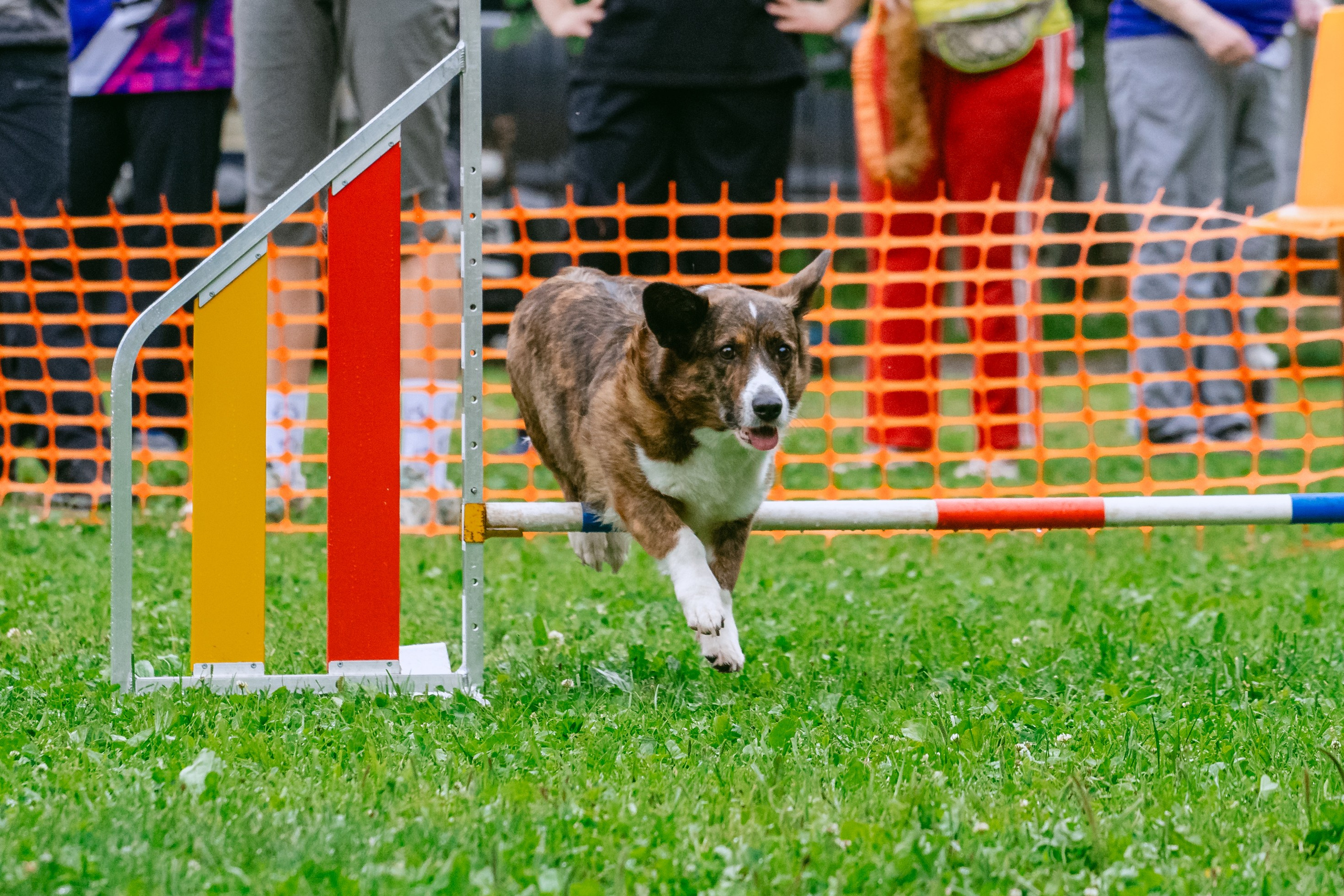 Соревнования по аджилити Долгопрудный 30.06.2025. Фотограф-анималист Татьяна Степанова
