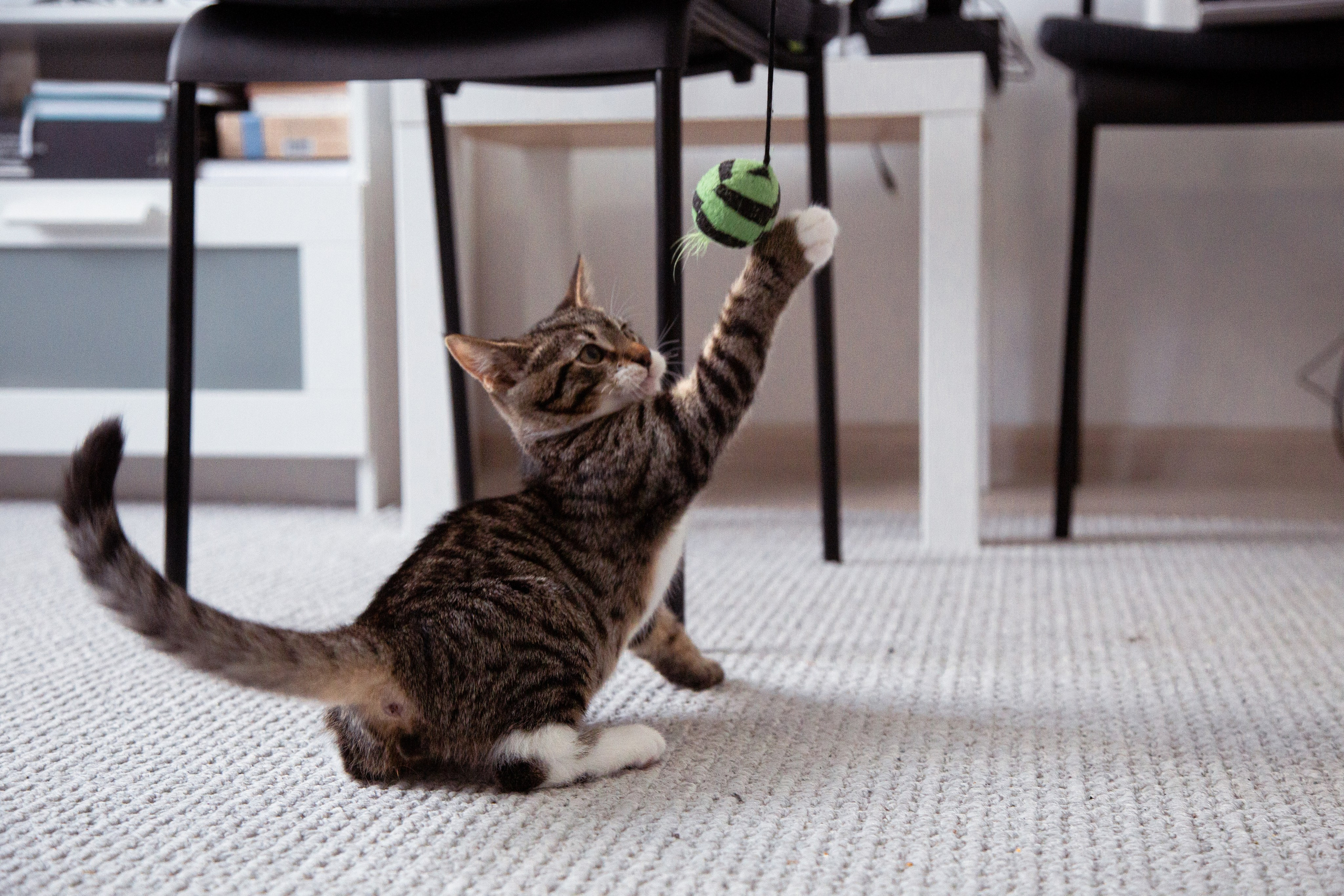 Съемка животных. Фотограф-режиссёр Майя | Москва