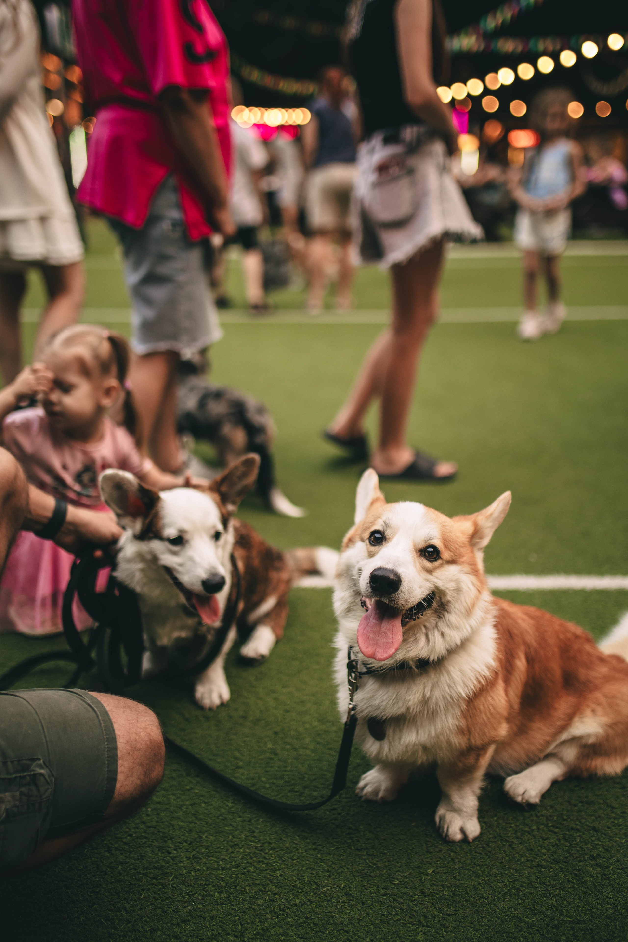 Pet-Party + Live-music |Парк Культуры. Фотограф в Ставрополе Алина Клочкова
