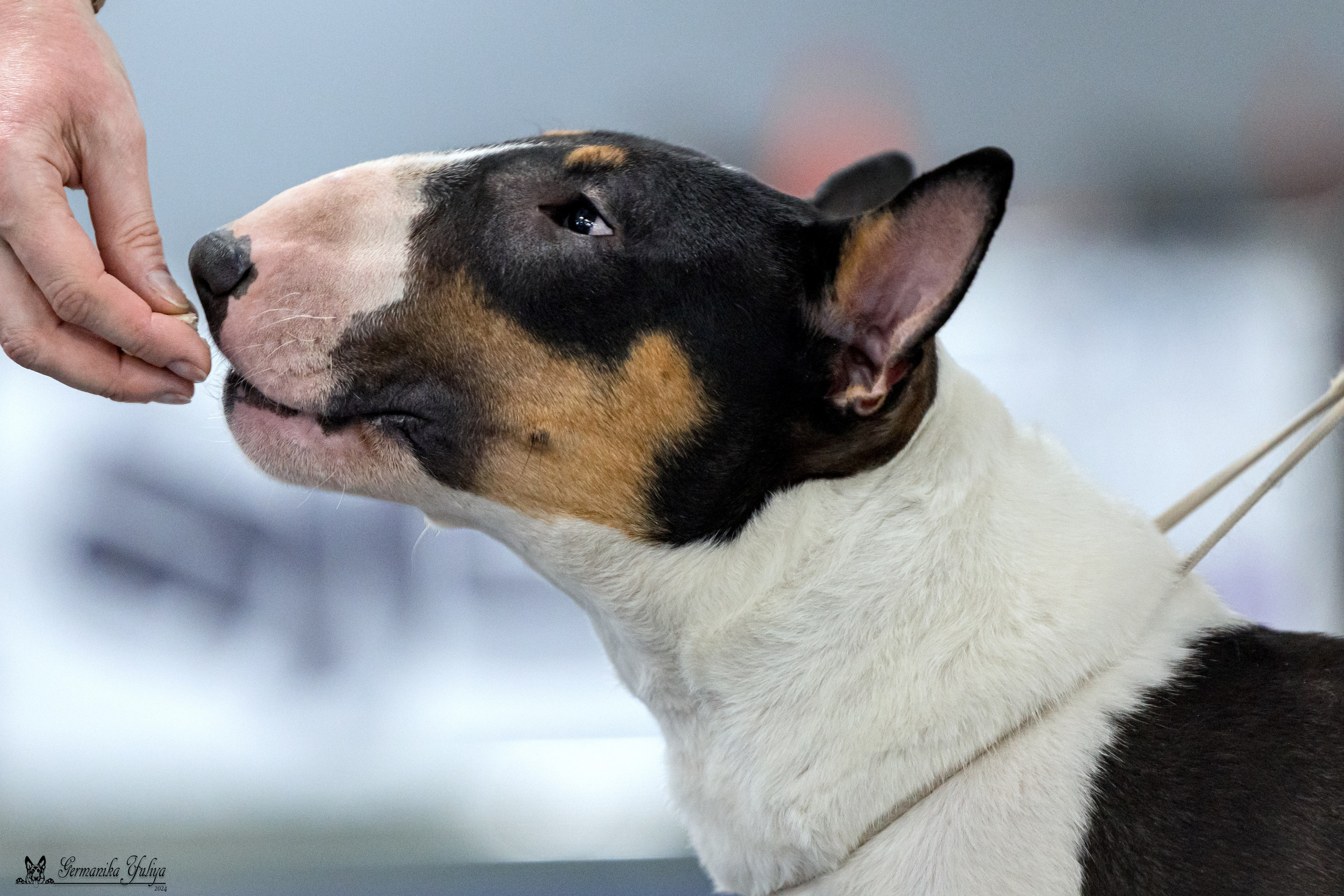 Сфера 28.01. и 4.02.2024. Фотограф-анималист Юлия Германика