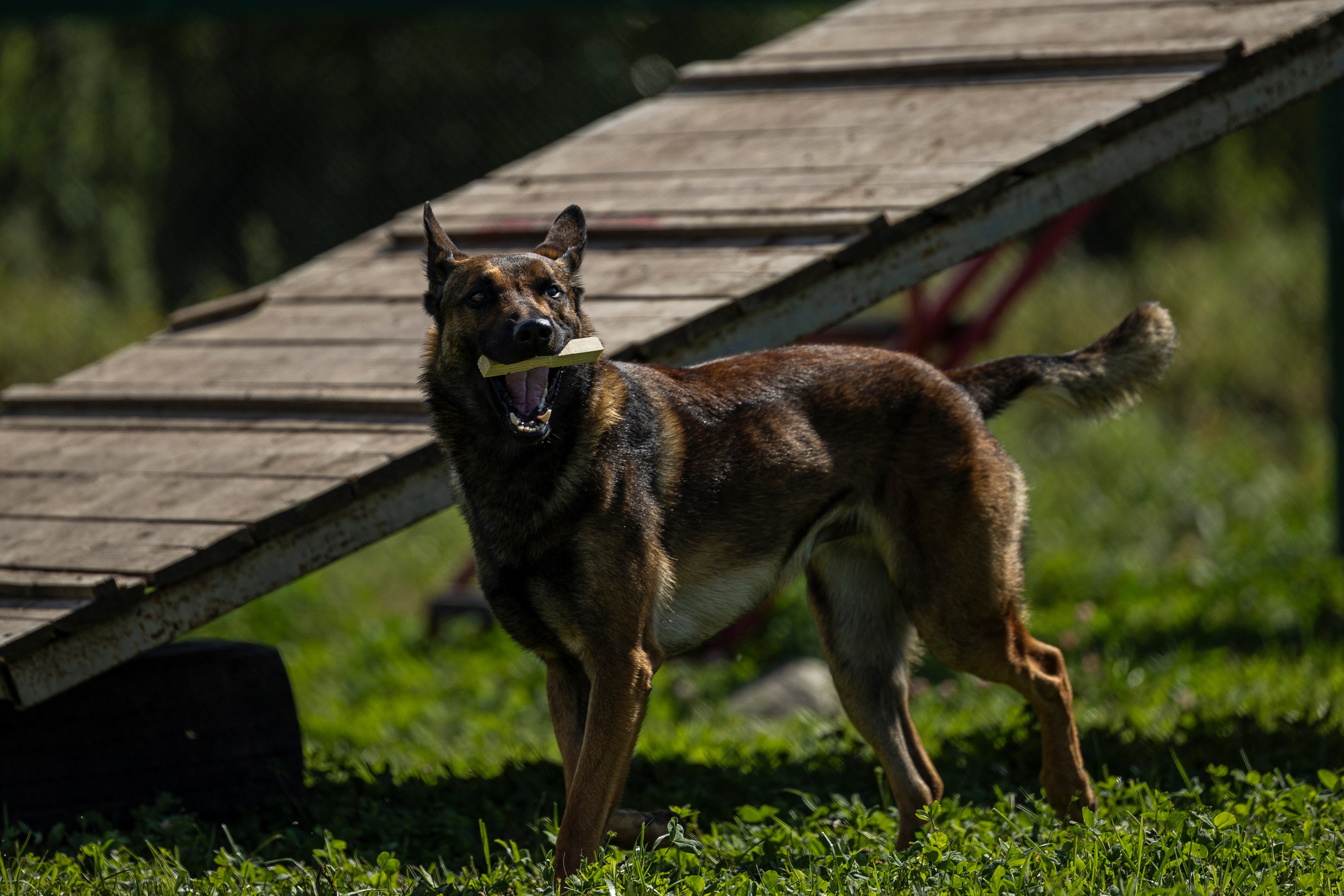 Соревнования по Мондьорингу г. Вологда 10-11.08.2024. Фотограф-анималист Анна Маринич