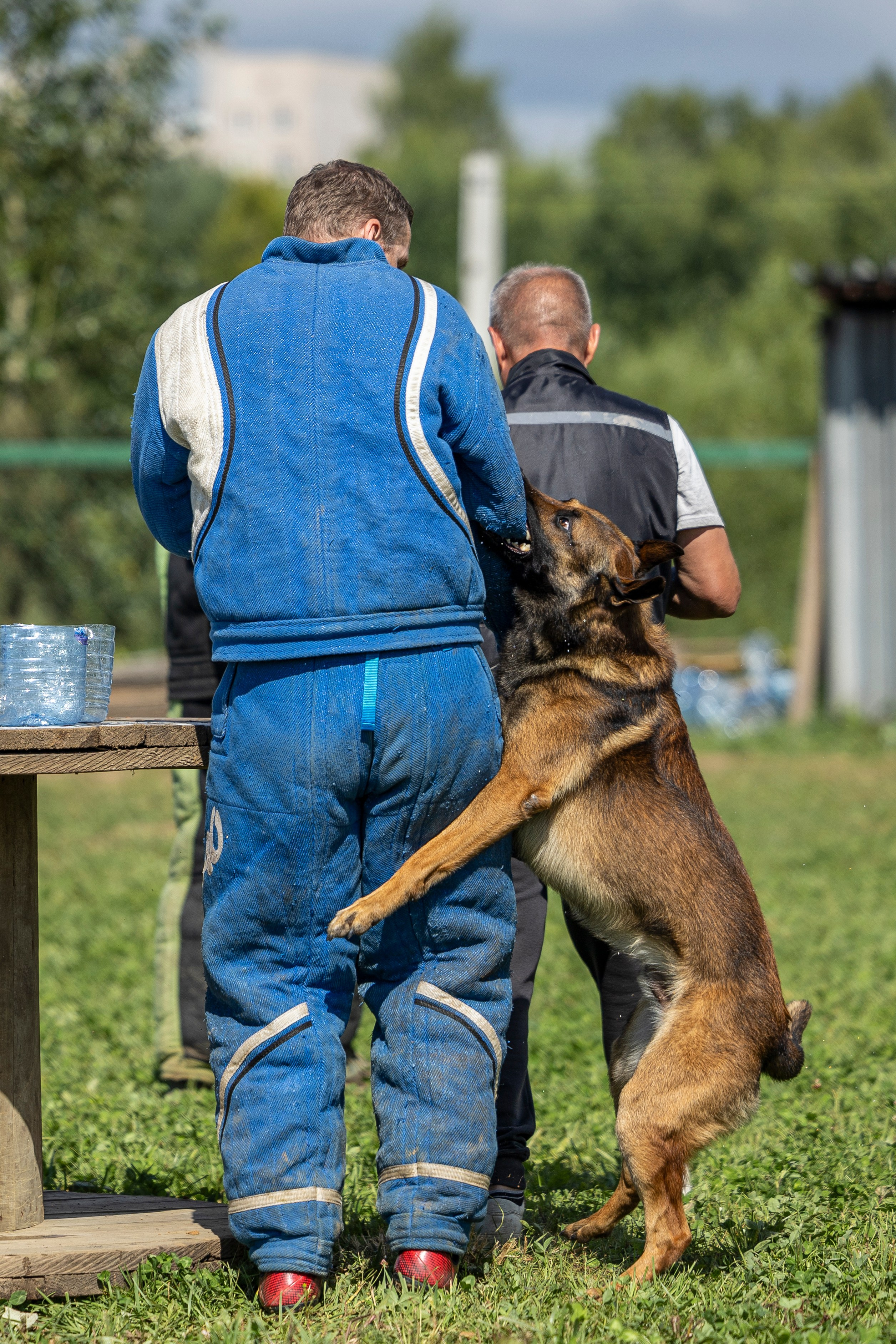Соревнования по Мондьорингу г. Вологда 10-11.08.2024. Фотограф-анималист Анна Маринич