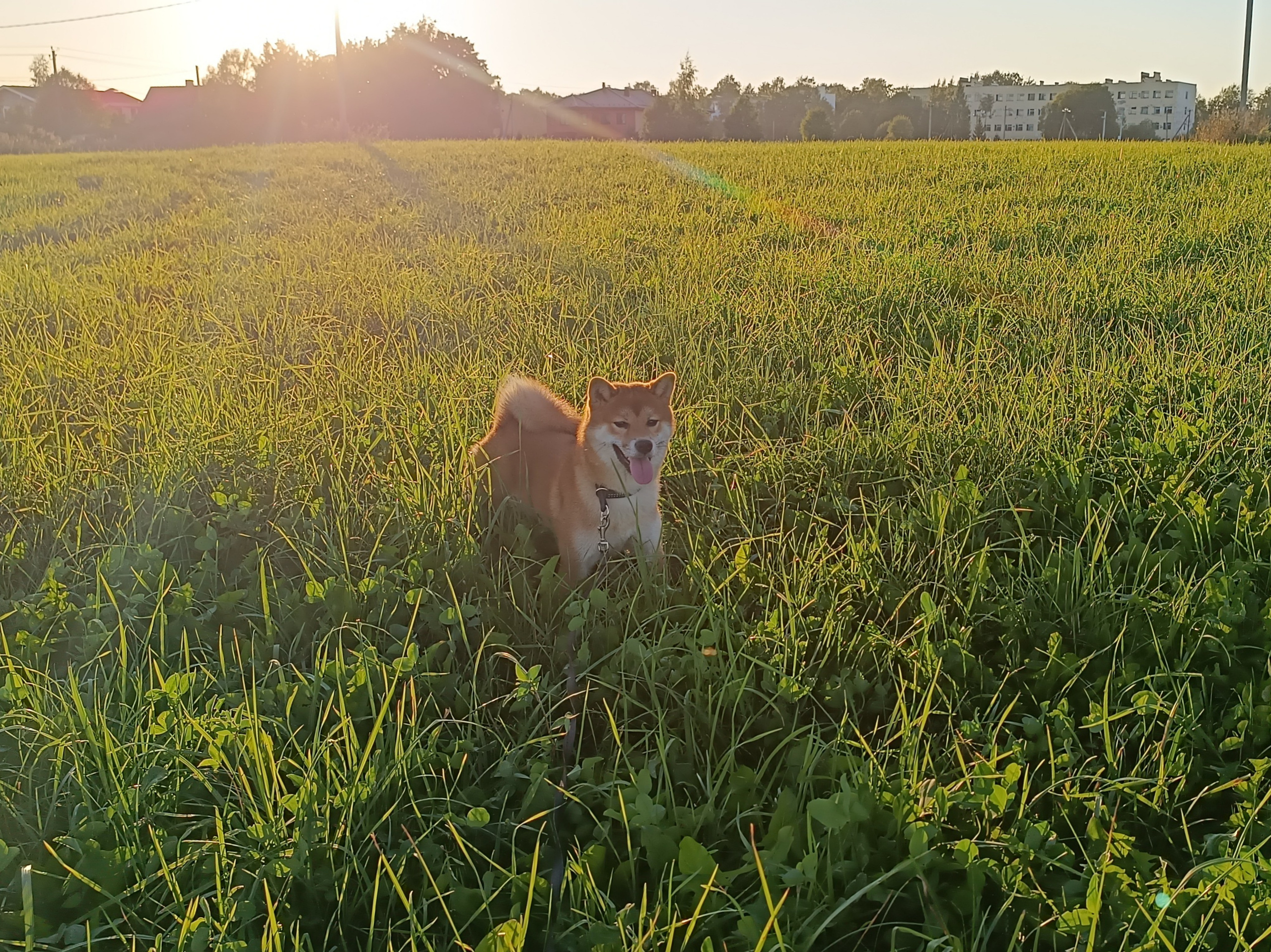 Сиба Rubylight Ellis питомник Рубилайт