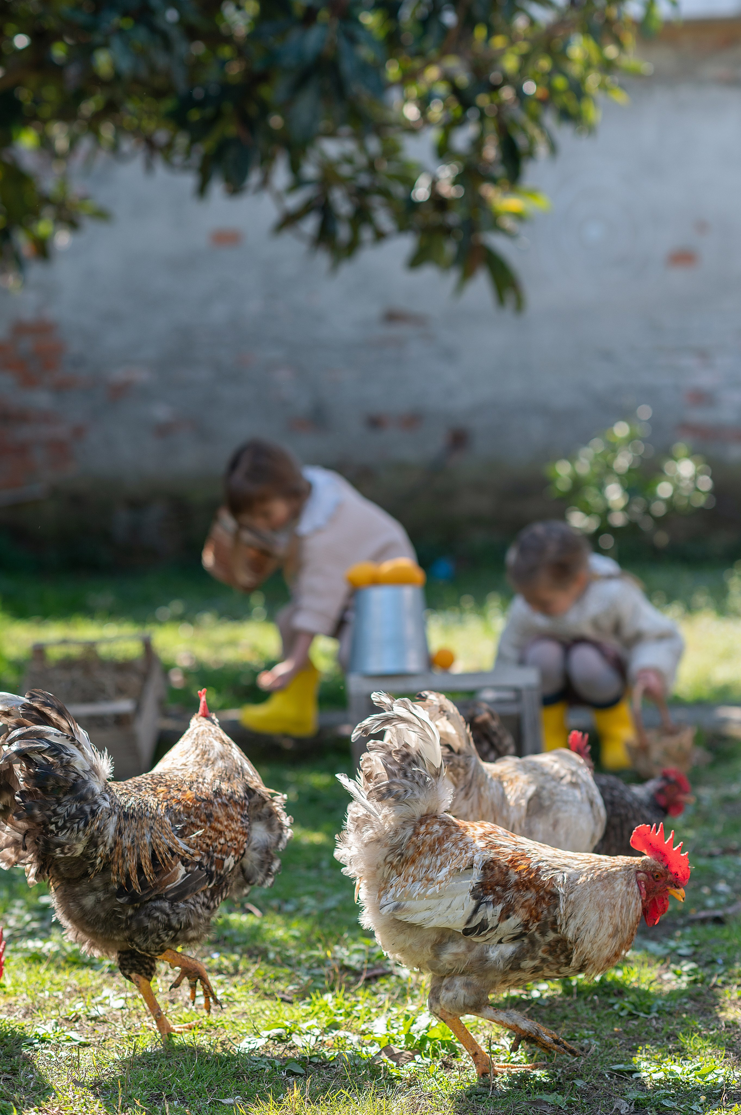 Курочки. Детский фотограф Абхазия