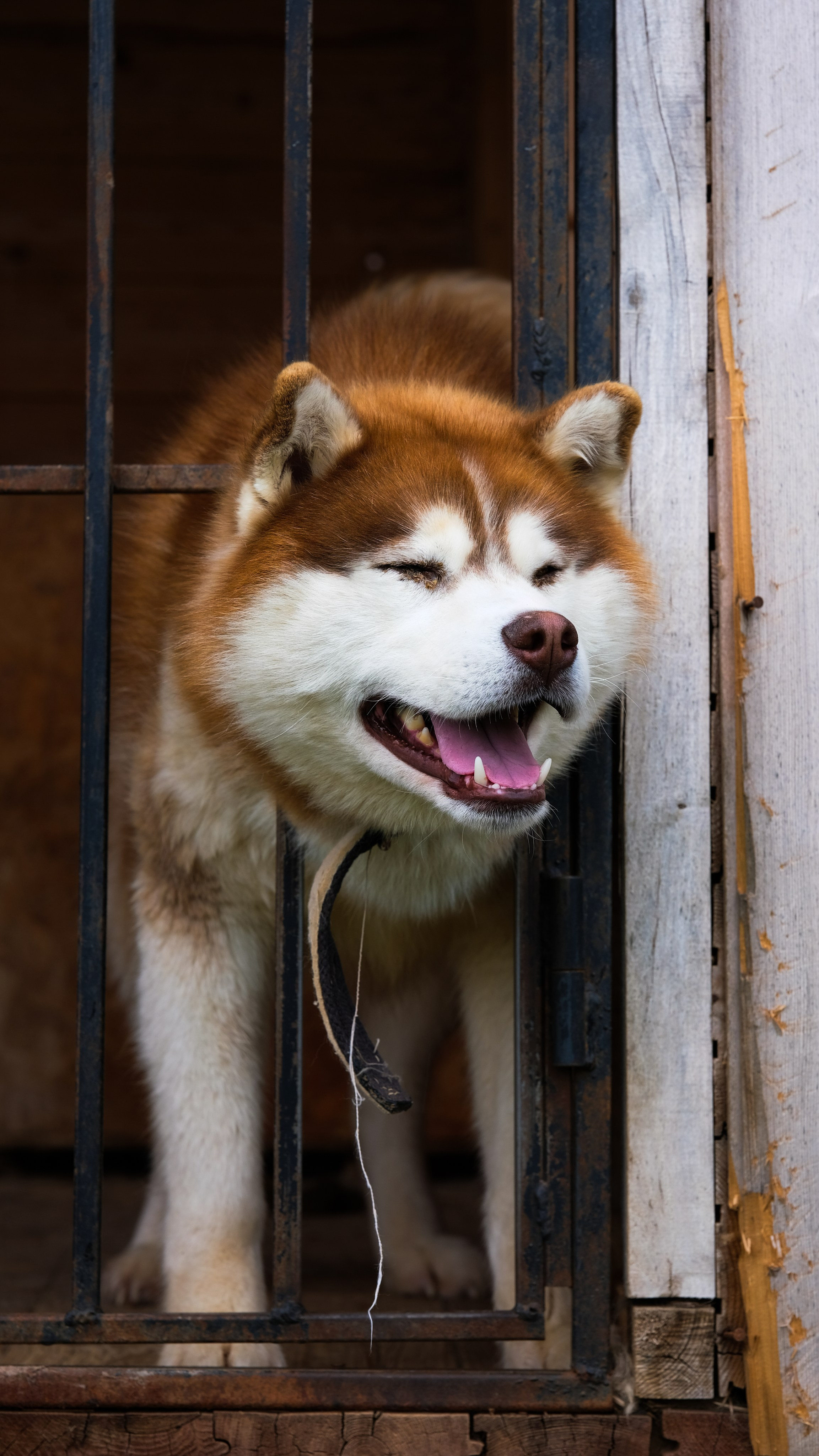 Приют Хаски. KRUTOVA_фотографирую жизнь