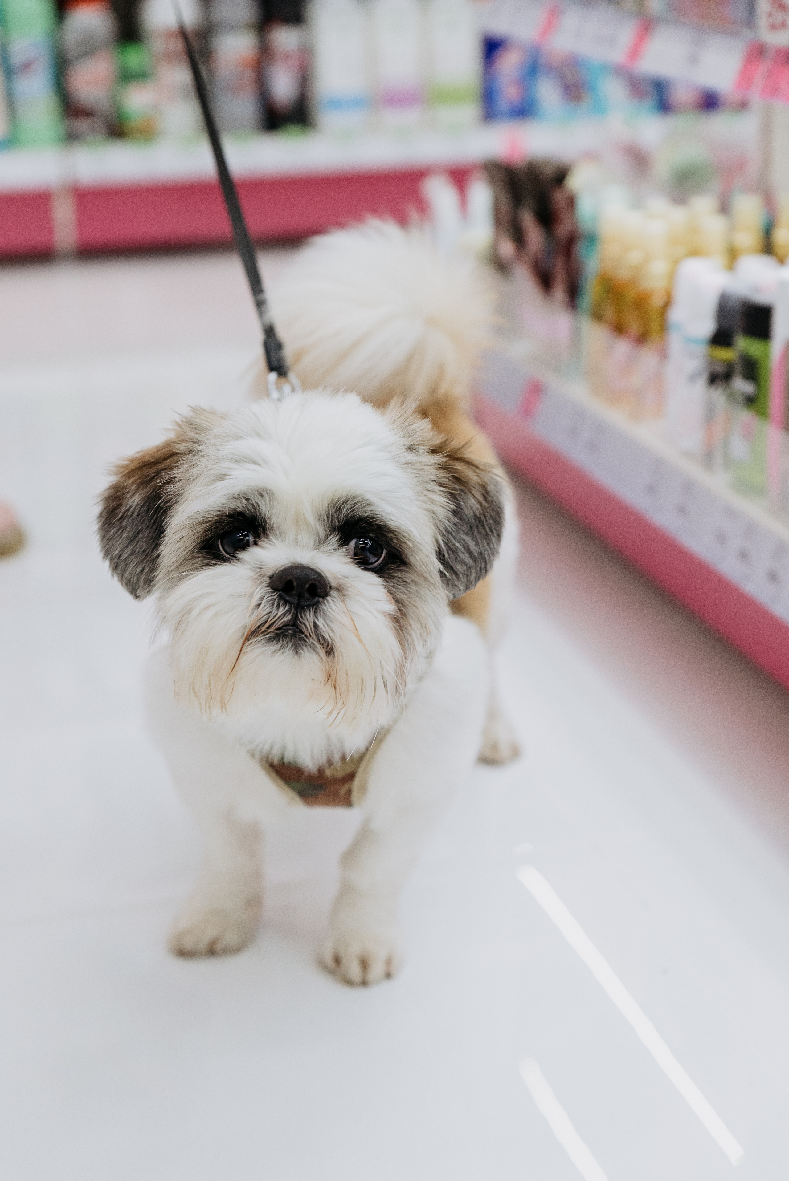 Открытие магазина Подружка. Фотограф в Москве