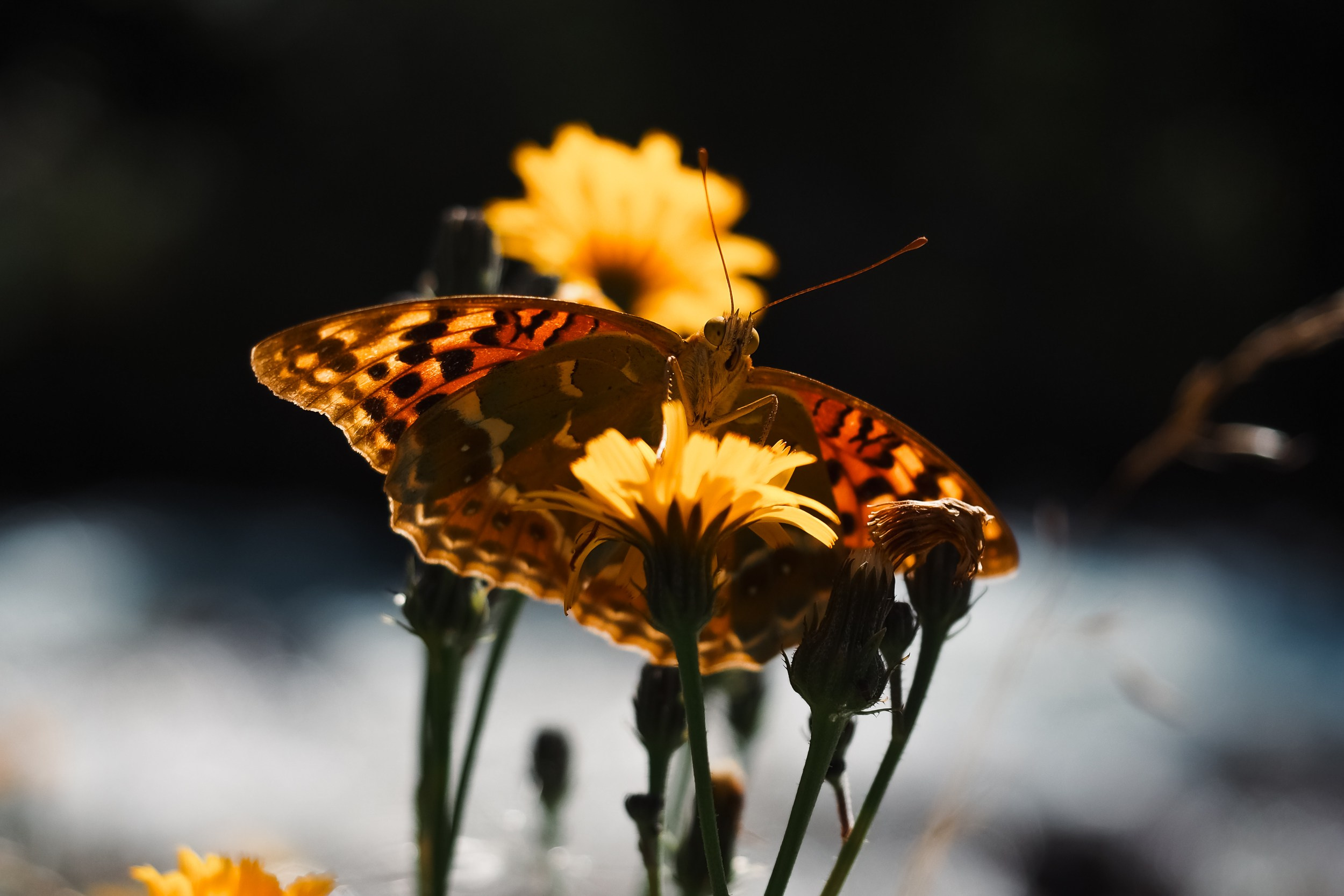 МАКРО. Фотограф в Алматы Артемий Матюнин