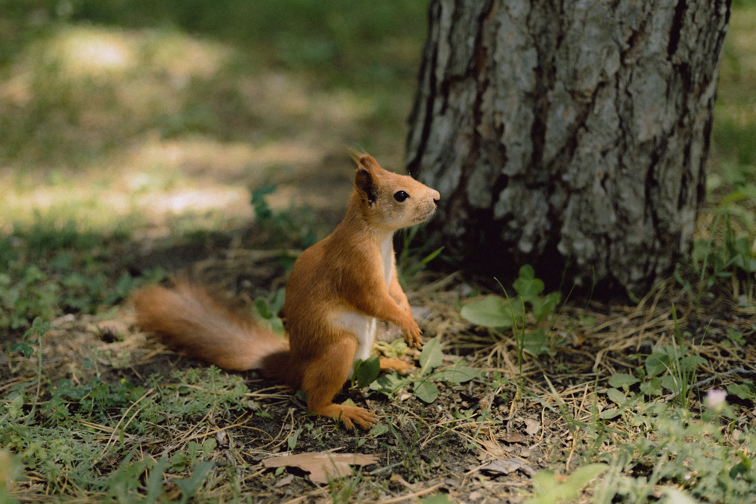 ДАША. Семейный и свадебный фотограф в Волгограде Наталья Орина