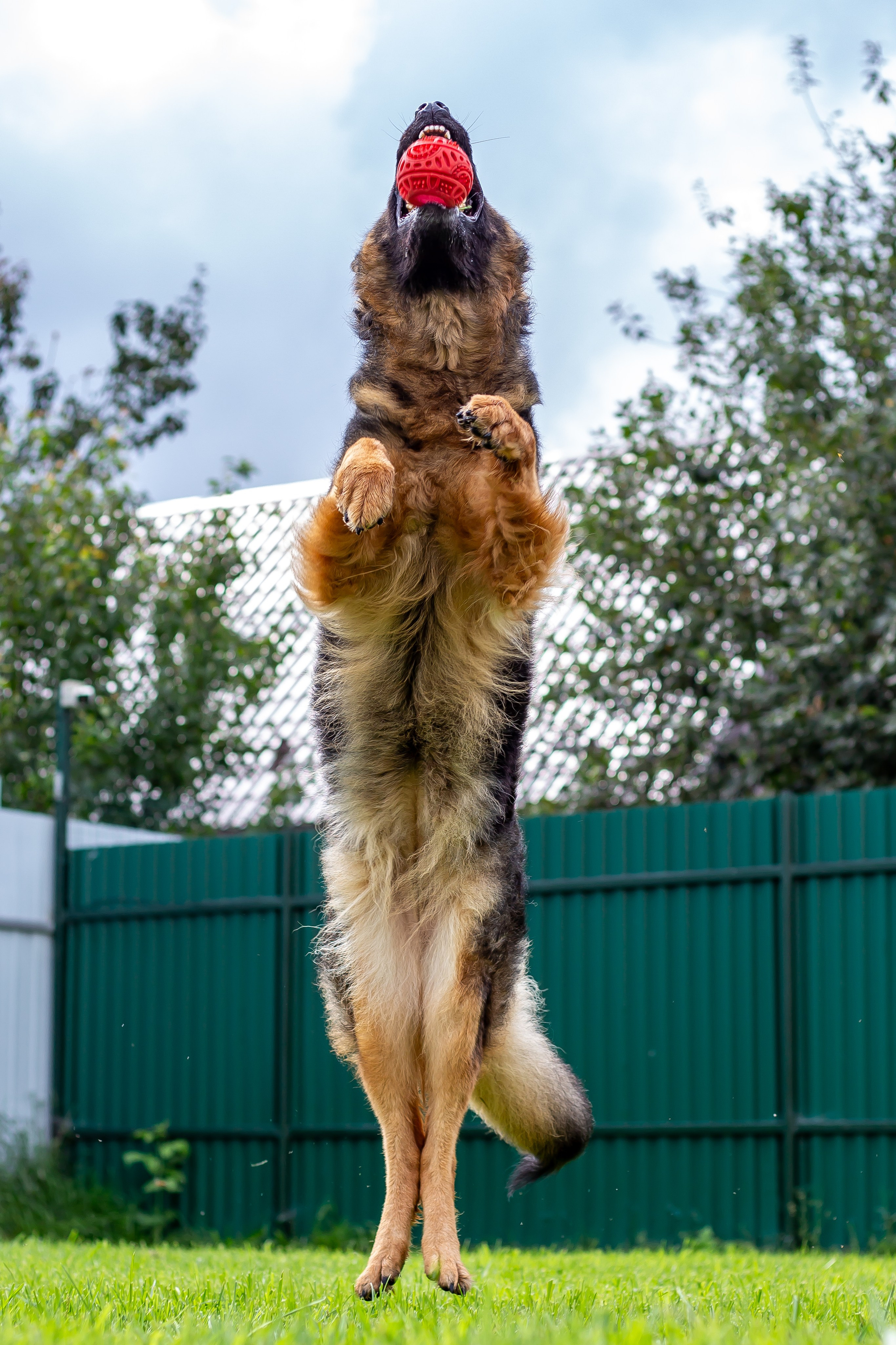 Собачья жизнь — Зоогостиница «Счастливые мечтатели». Фотограф • Орехово-Зуево • Балашиха • TEFO