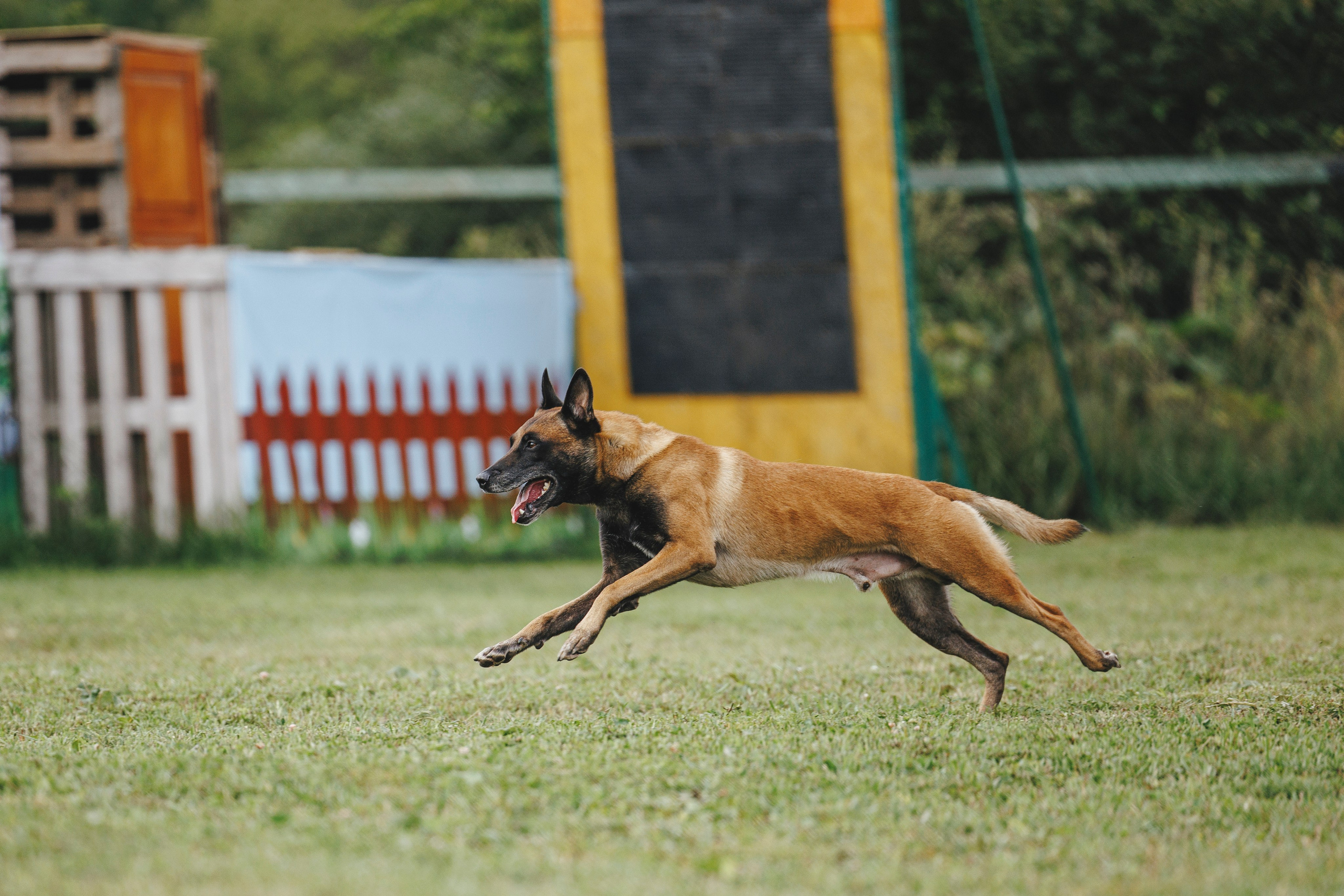 08.08.25-10.08.25 ЧР по мондьорингу г. Вологда. Фотограф-анималист Анна Маринич