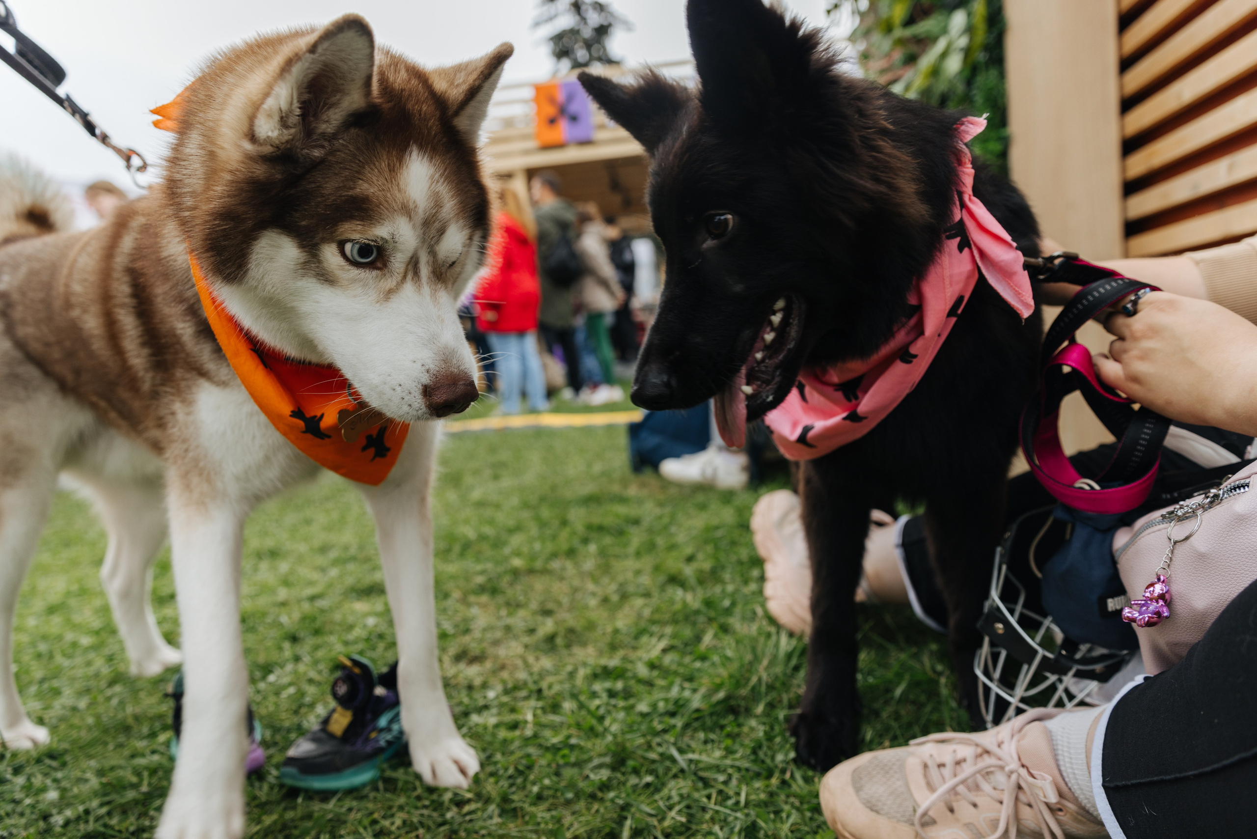 Хвостатый репортаж. Аксана Лисовская фотограф в Москве. Фотографии с характером