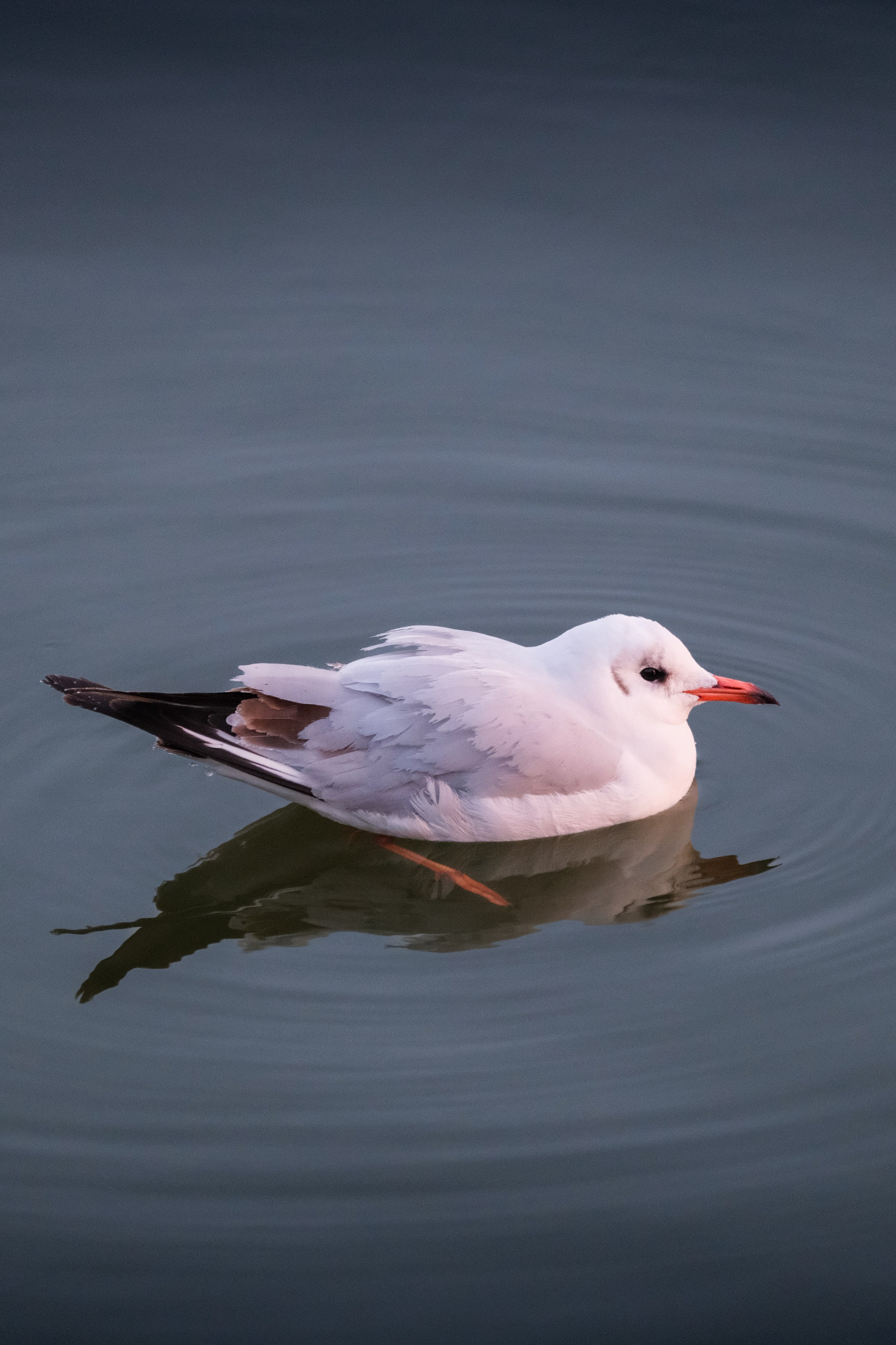 Птицы. Спортивный фотограф в Ростове-на-Дону Сергей Реусин