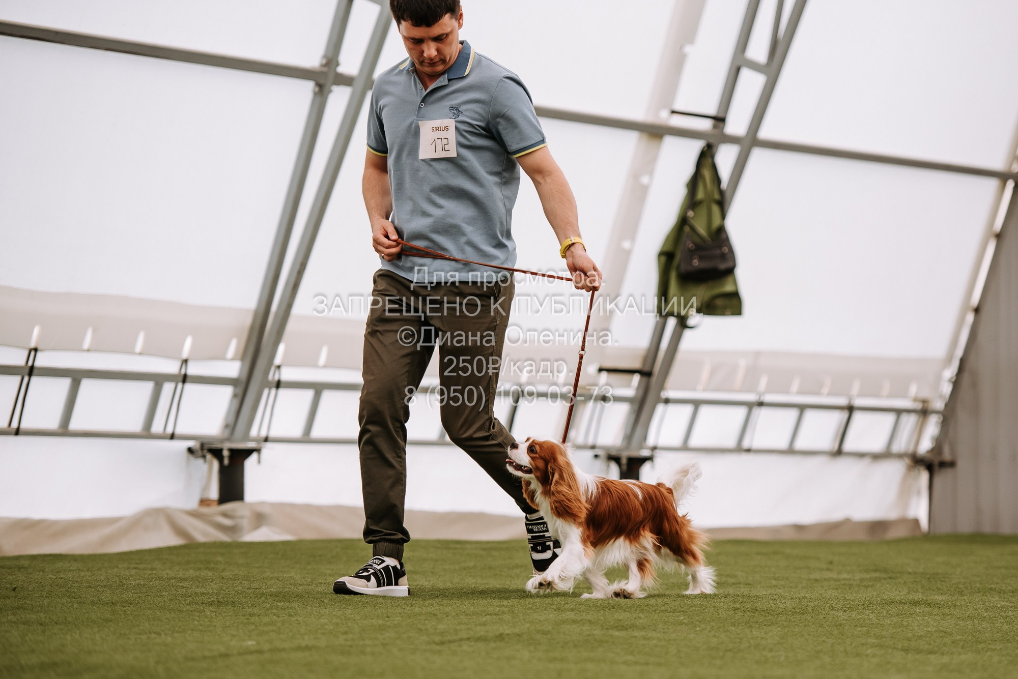 Выставка собак Красноярск 2.06. Фотограф Диана Оленина Красноярск / Братск