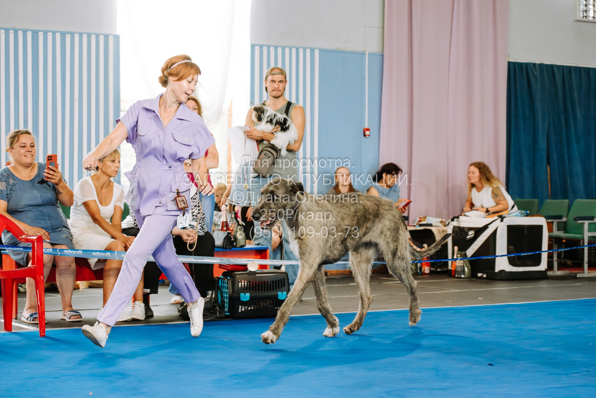 Национальная выставка собак всех пород ранга САС-IKU «Кубок Красноярск. Фотограф Диана Оленина Красноярск / Братск