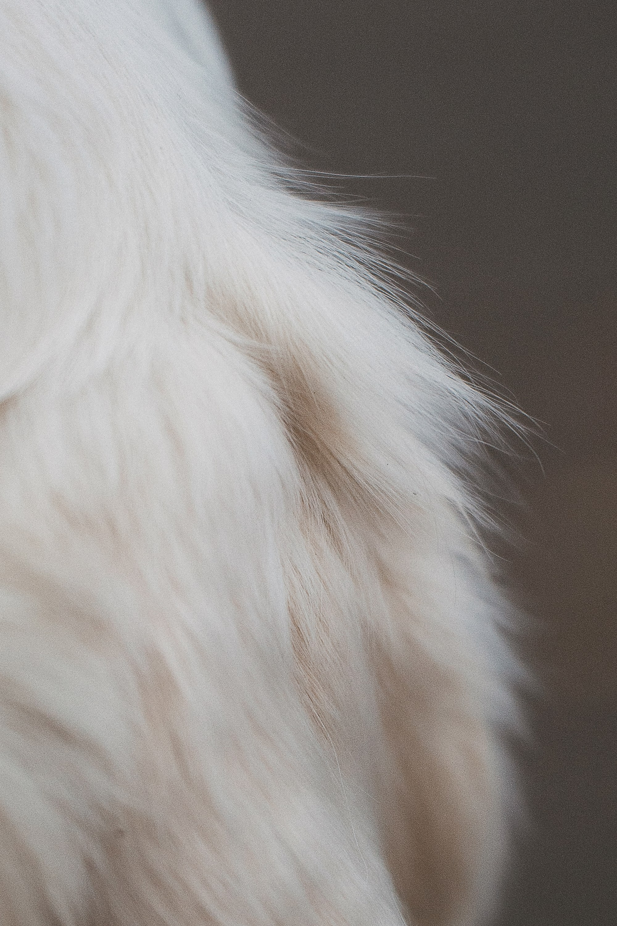 Лена и Мерлин. Фотограф анималист в Москве и Санкт-Петербурге Свиридова Анна