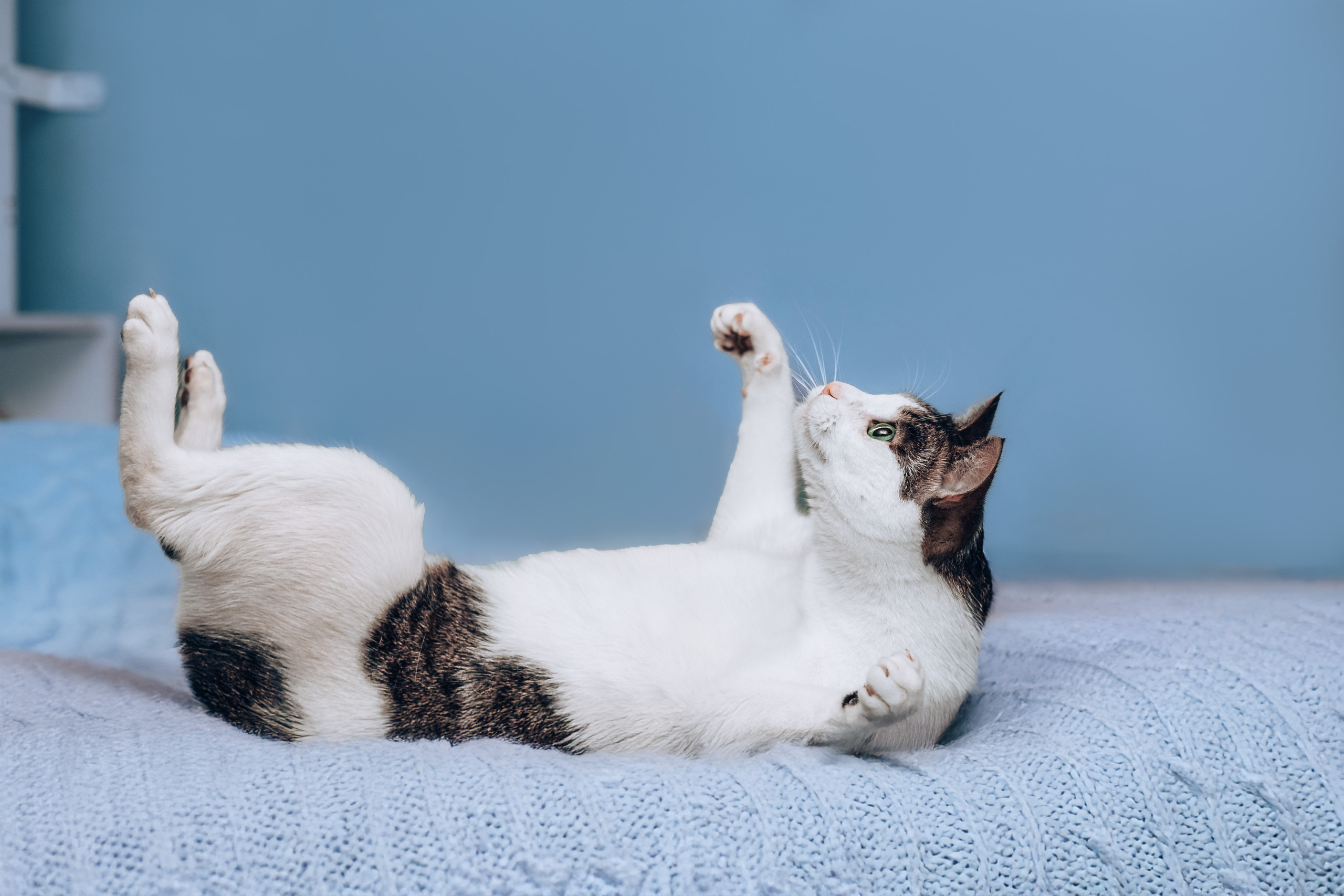 Кошки в поиске дома 2025. Фотограф-анималист Татьяна Степанова