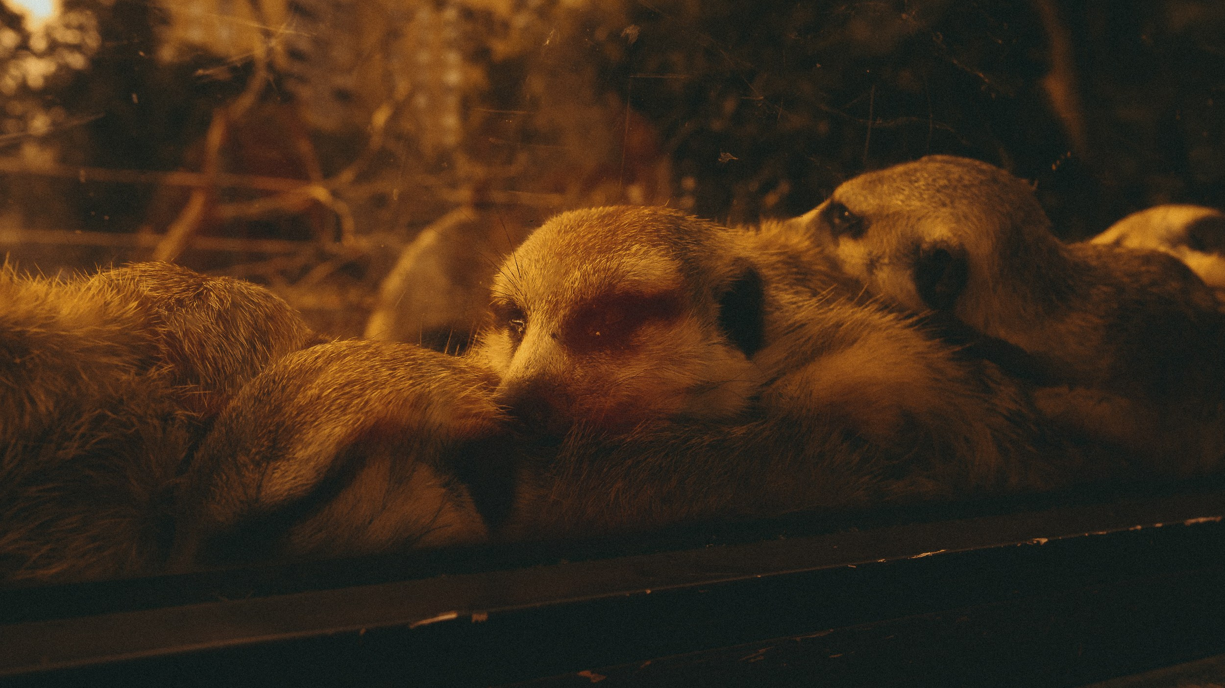 Зоопарк '22. Фёдор Малюгин. Ваш бади в визуале