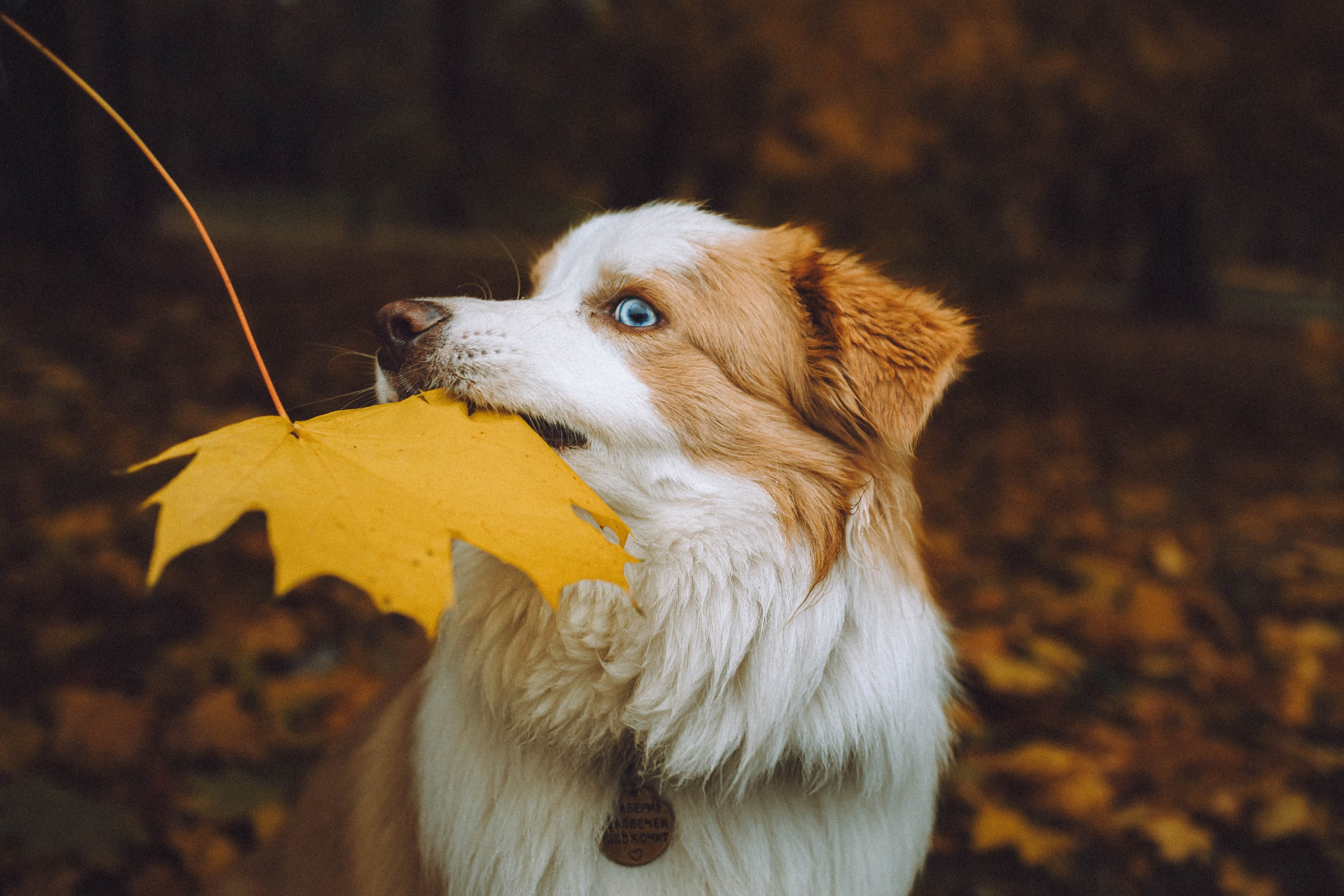 Алина, Витя и Асти