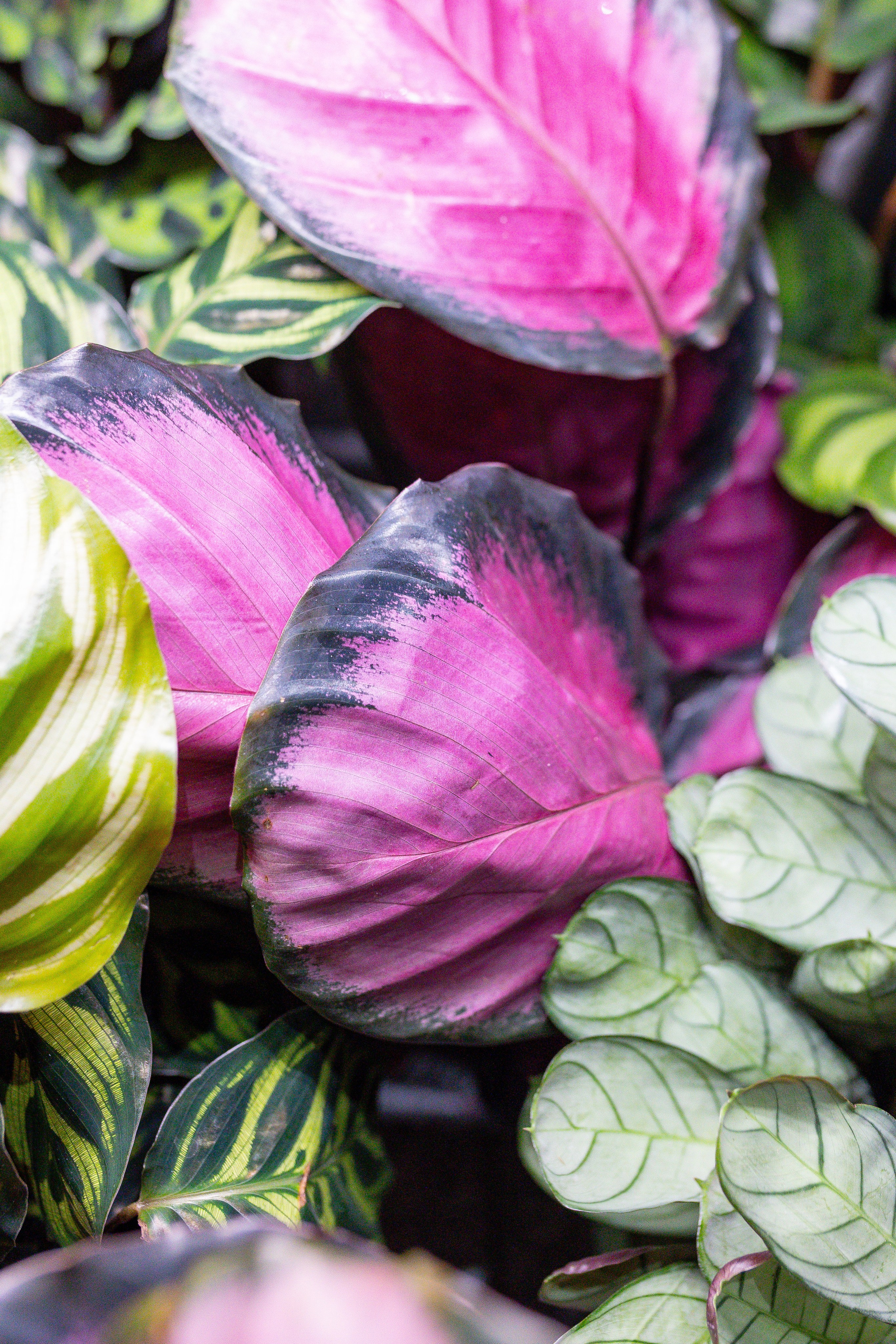 Монстериум 11–12 октября. Александра Куликова фотограф, Москва