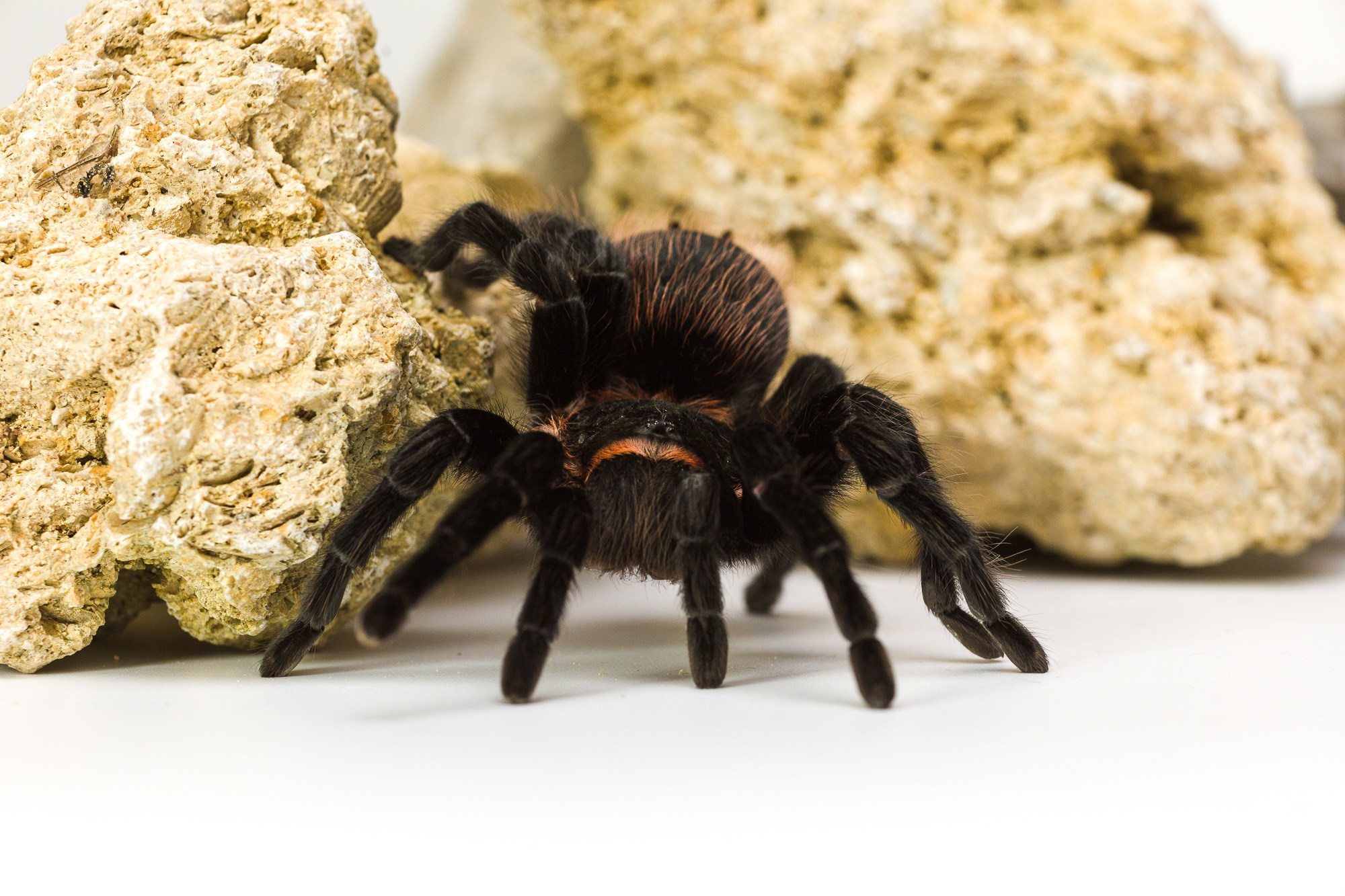 Питомцы. Фотоателье и полиграфия | Красивые фотосессии, сувениры с фото | Ремонт смартфонов, ноутбуков и техники в Коломне Zinovyev Team