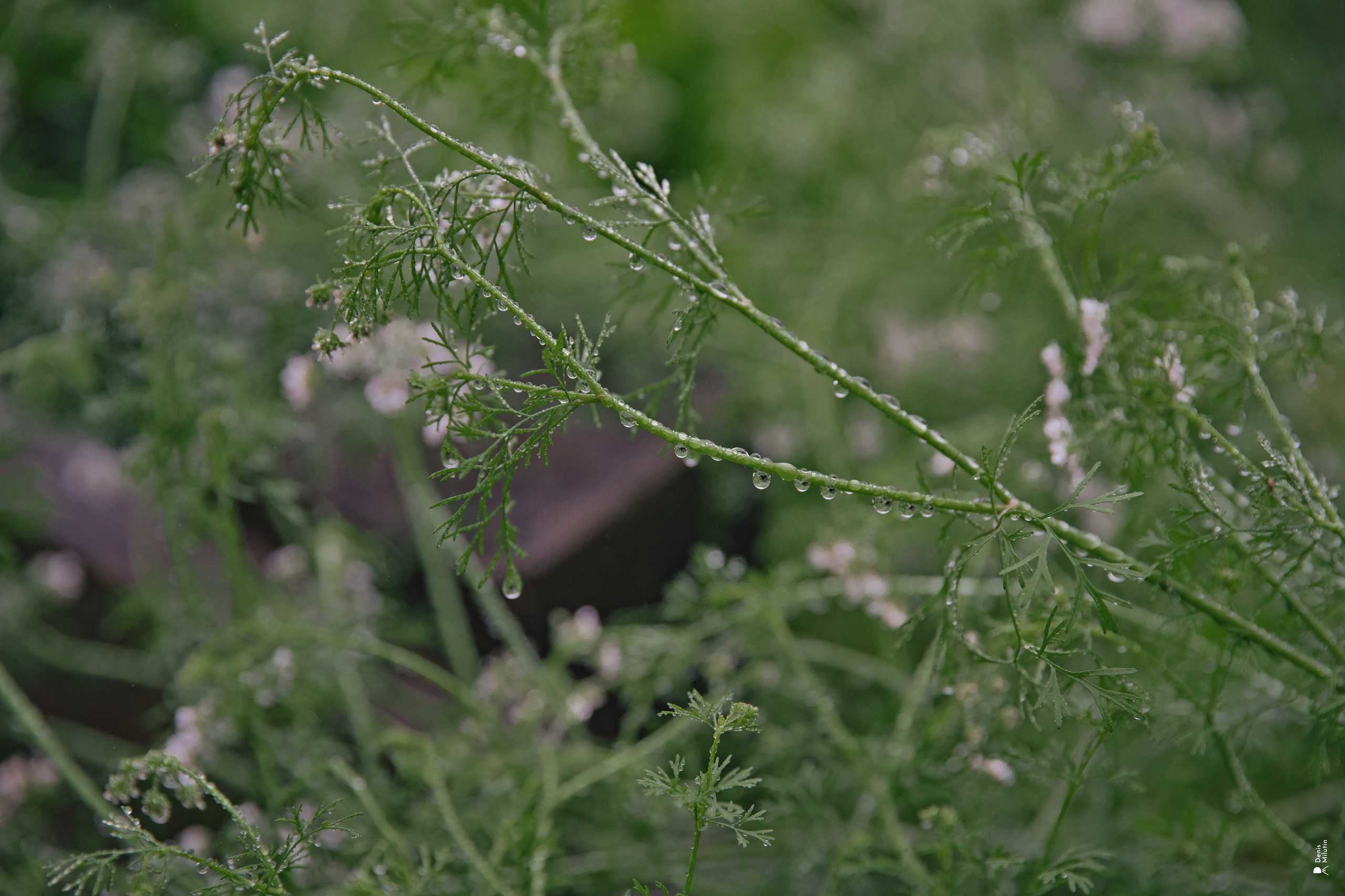 Женский Митрофаниевский скит Важеозерского мужского монастыря. Портретный фотограф Денис Милютин