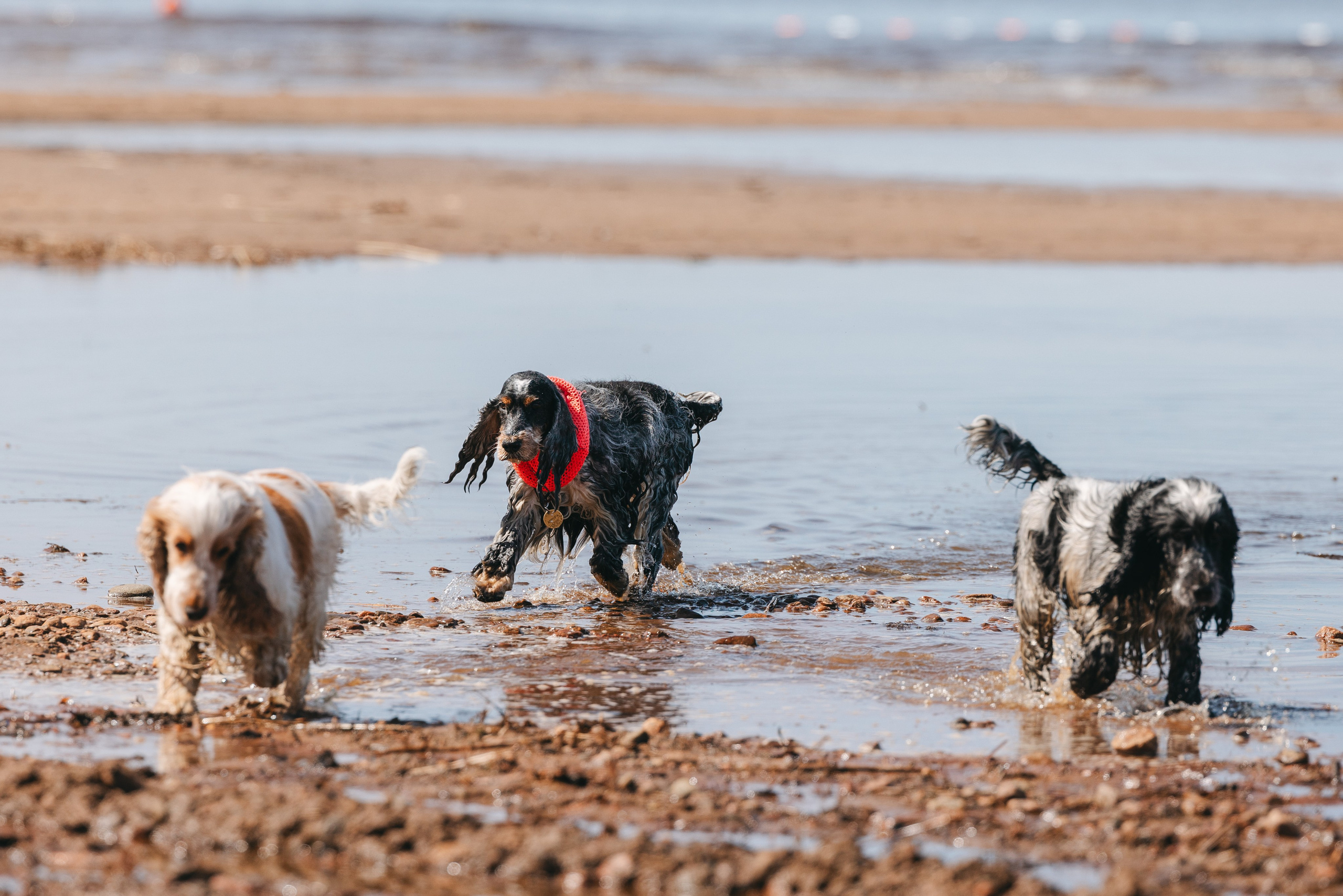 Спанимания. Фотограф анималист Осипчикова Мария