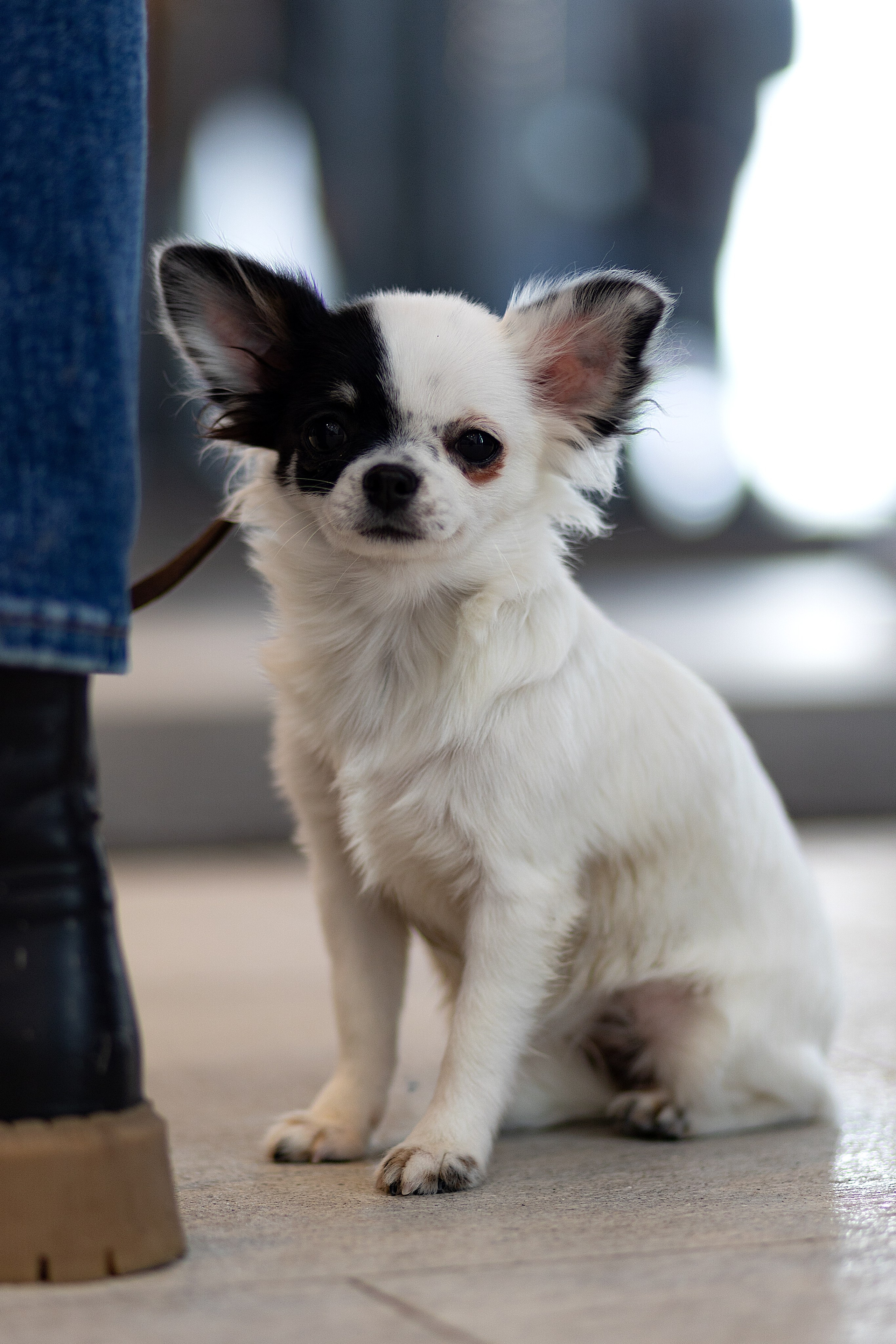 Анималистика