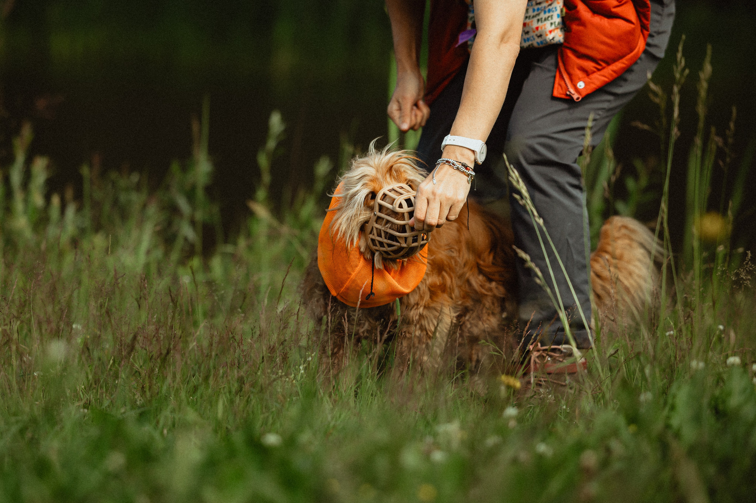 Выездной дог-тренинг от школы «Шерсть имею»