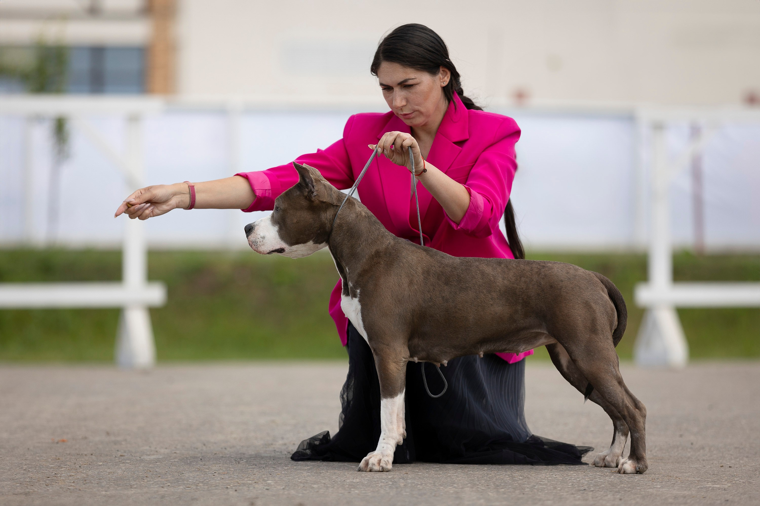 Россия 2024. Фотограф анималист, семейный фотограф, фотограф собак Комратова Мария. г. Москва