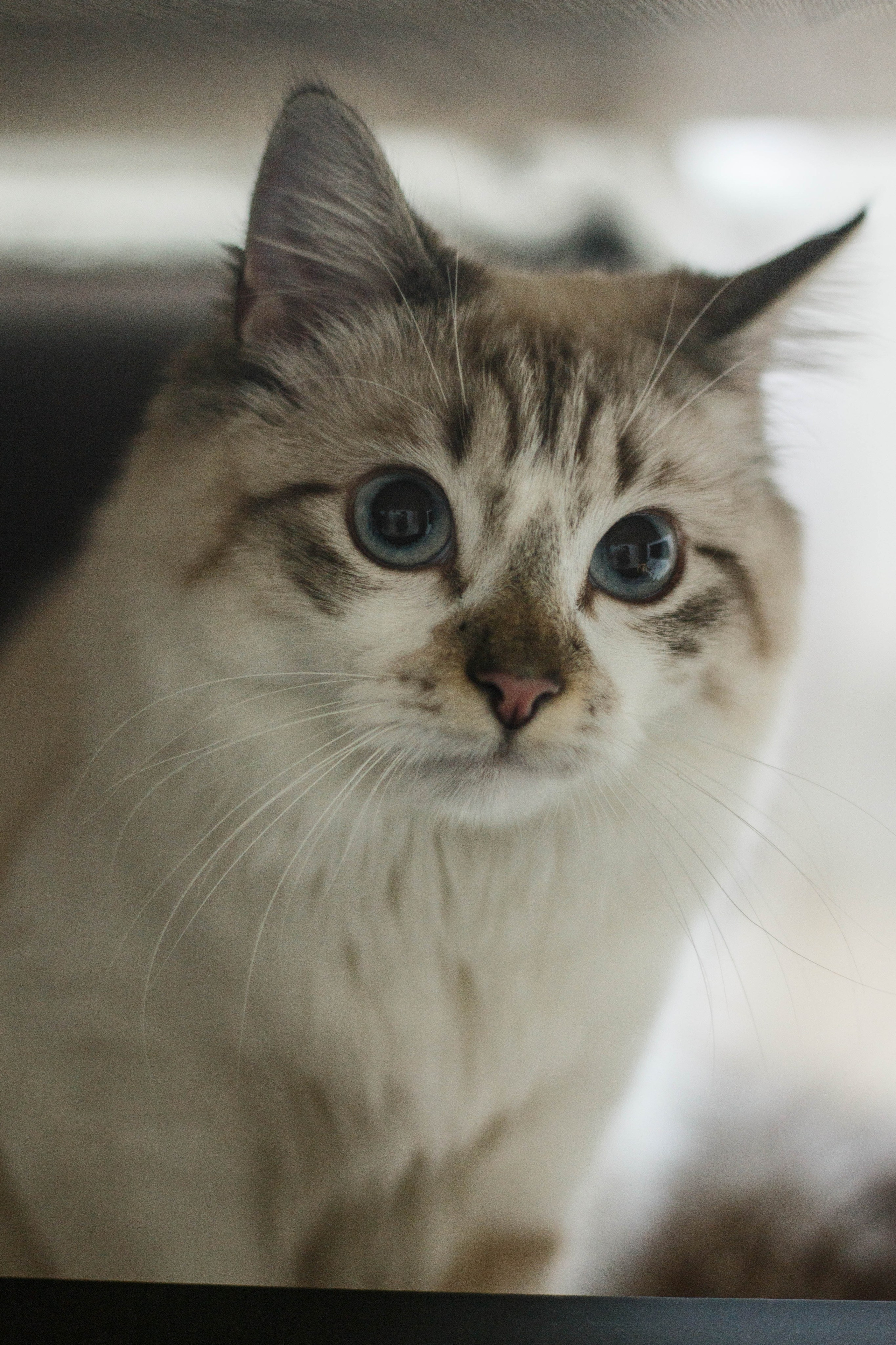 Kristina & Miya. Бережно сохраняю ваши чувства и истории на своих фотографиях