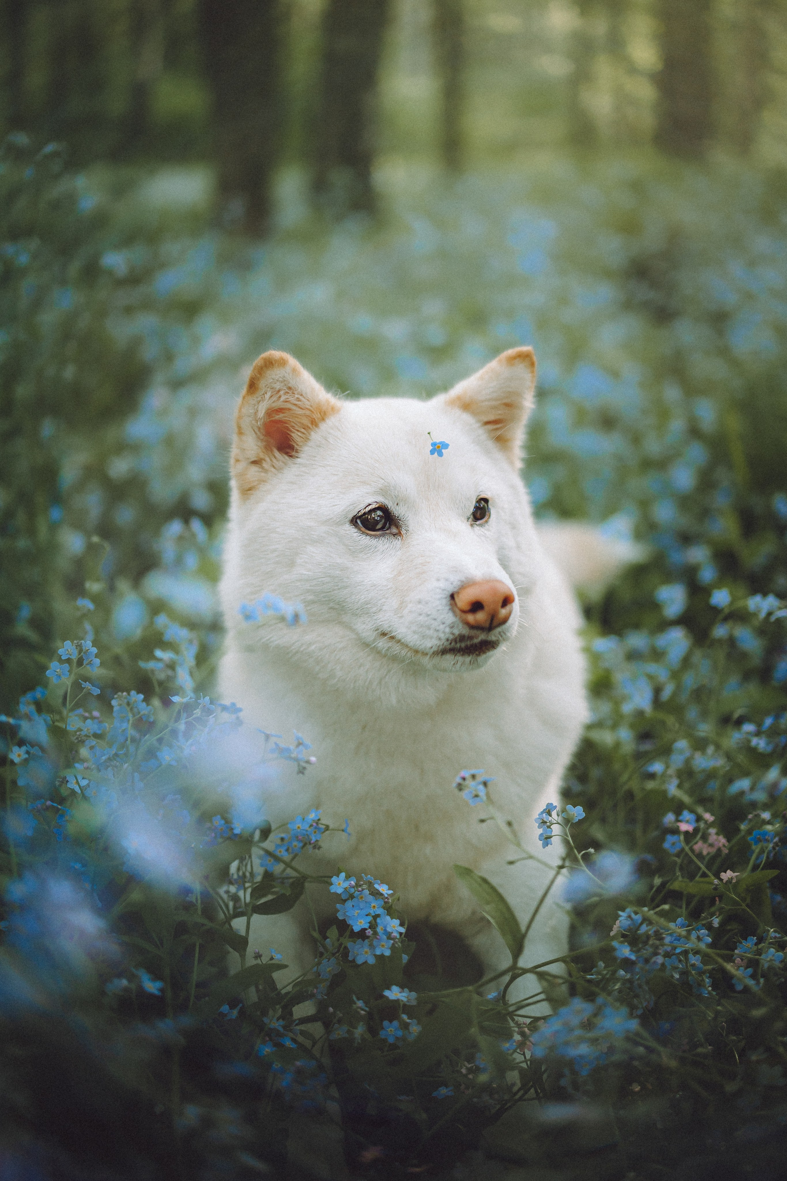 Шед, Цири, Чиби, Цера и их семья