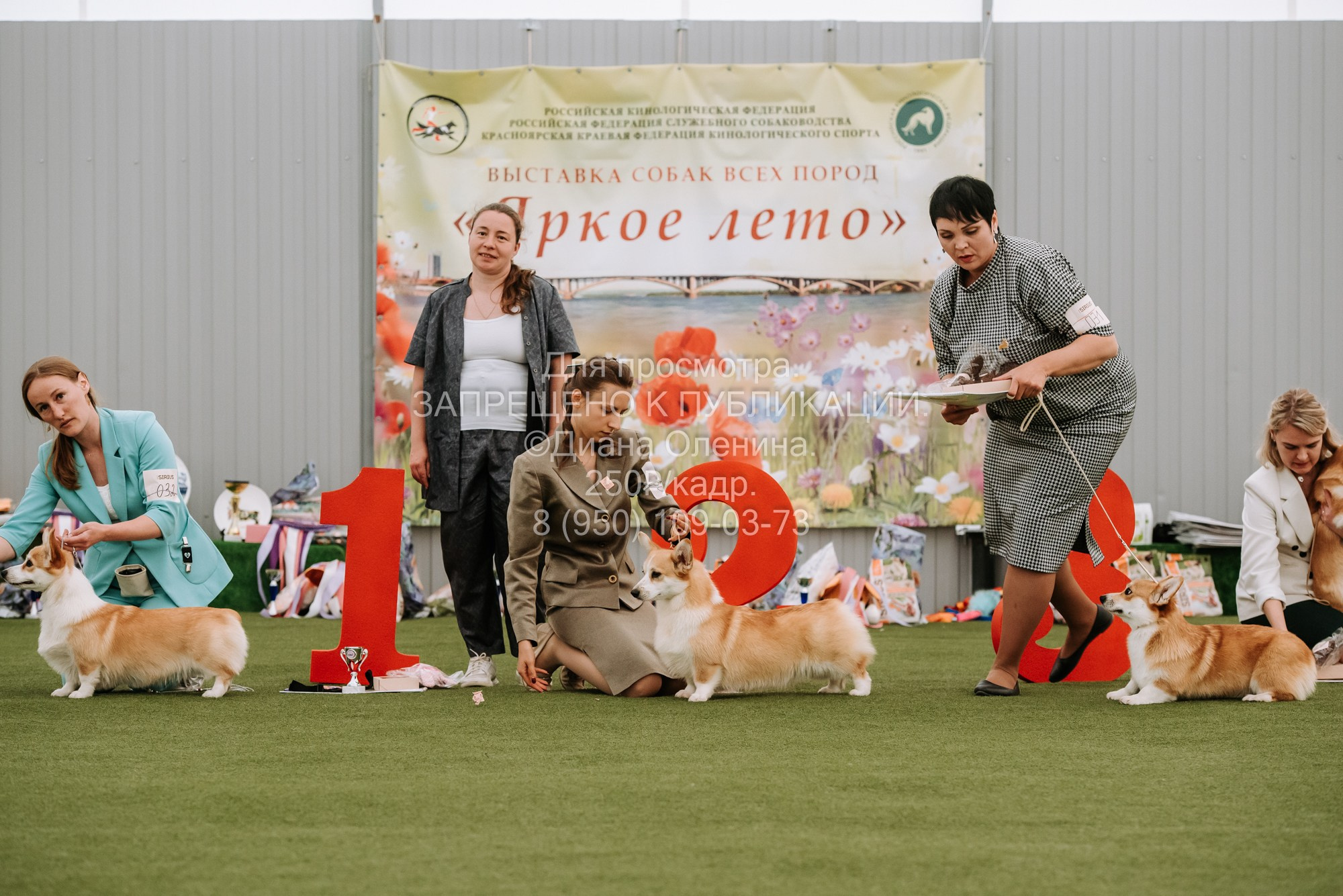 Выставка собак Красноярск 2.06. Фотограф Диана Оленина Красноярск / Братск