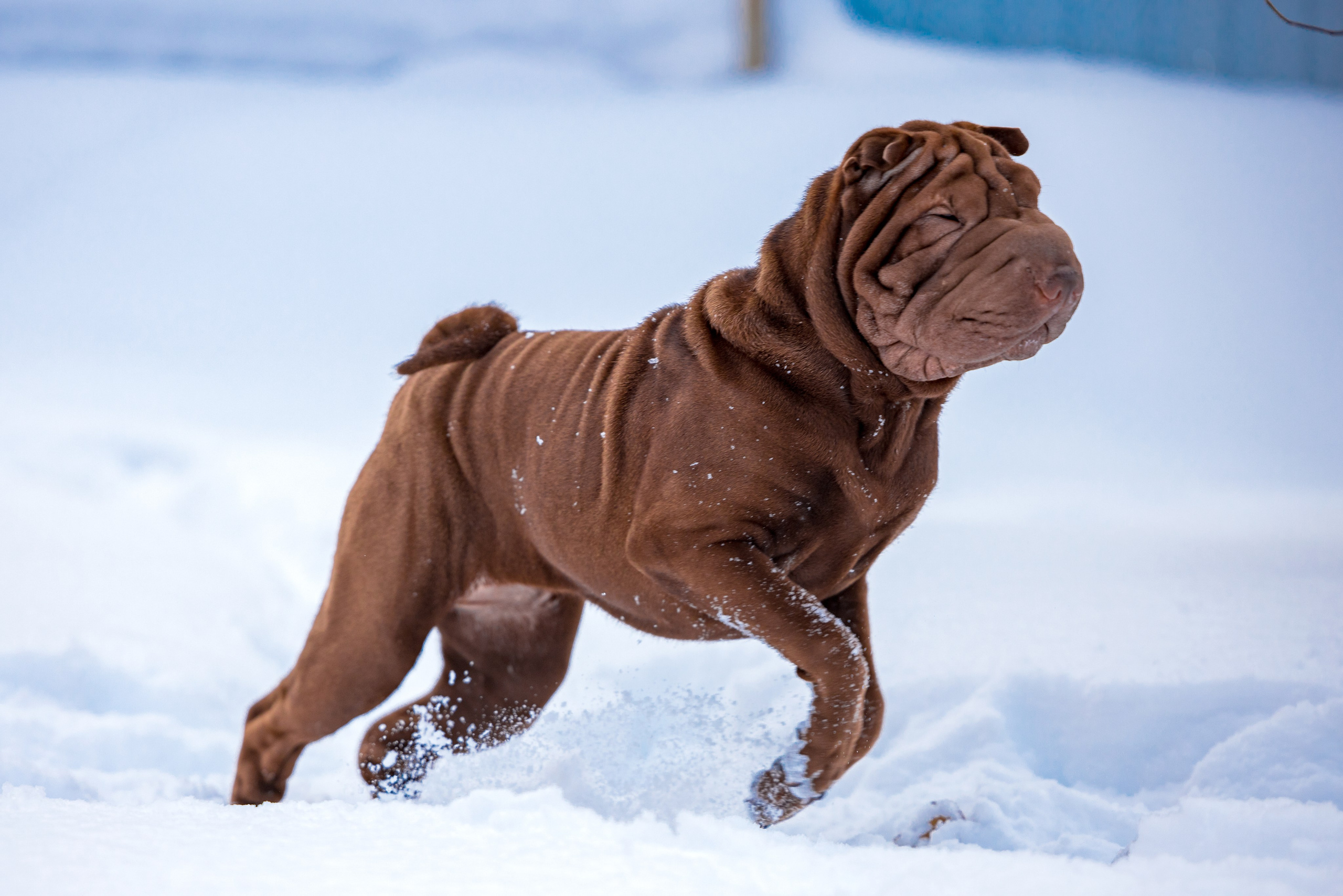 В гостях у шарпеев 16.01.2024. Фотограф-анималист Юлия Германика