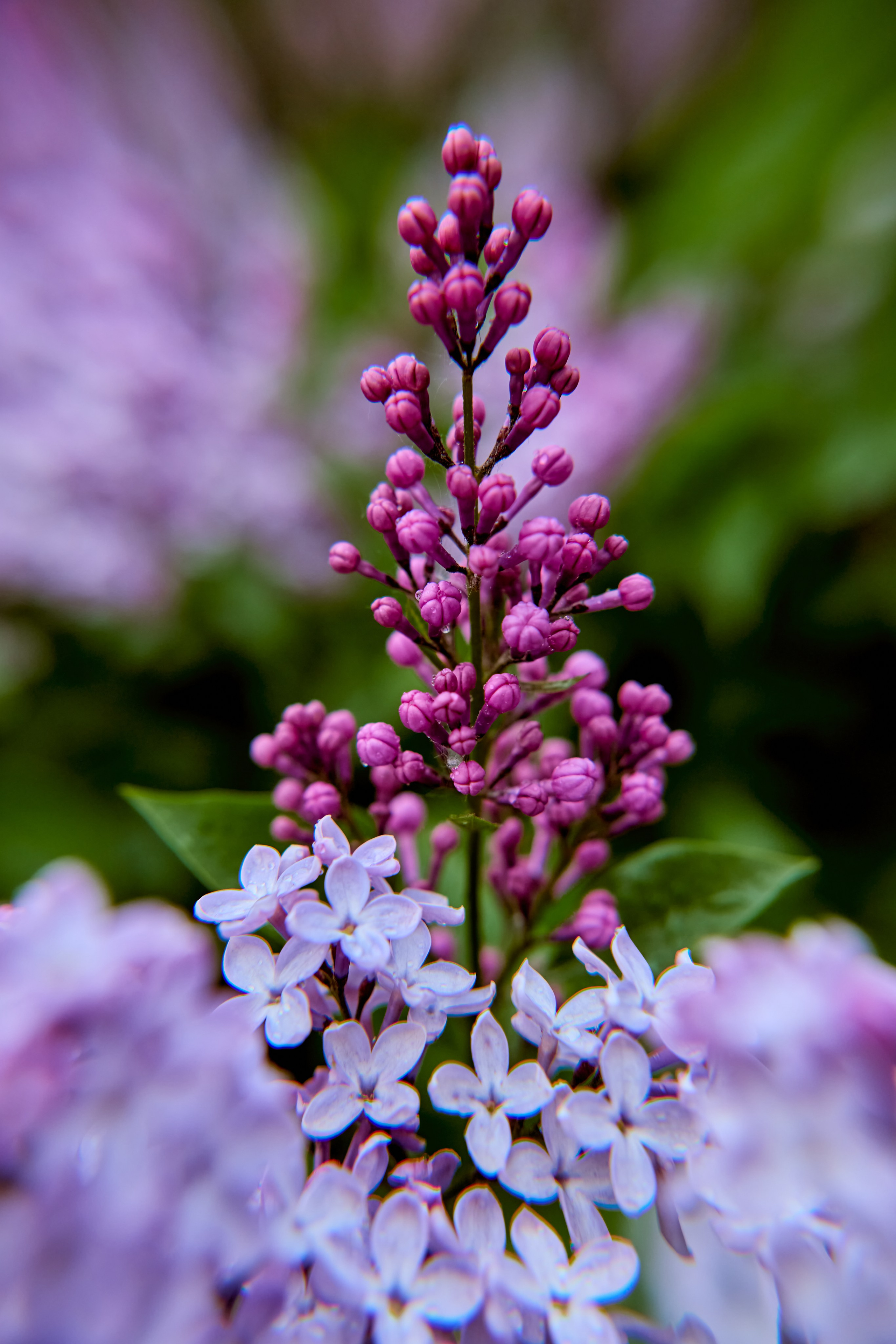 Нежность сирени в солнечном свете, запечатлённая Николаем Головановым из Дзержинска.