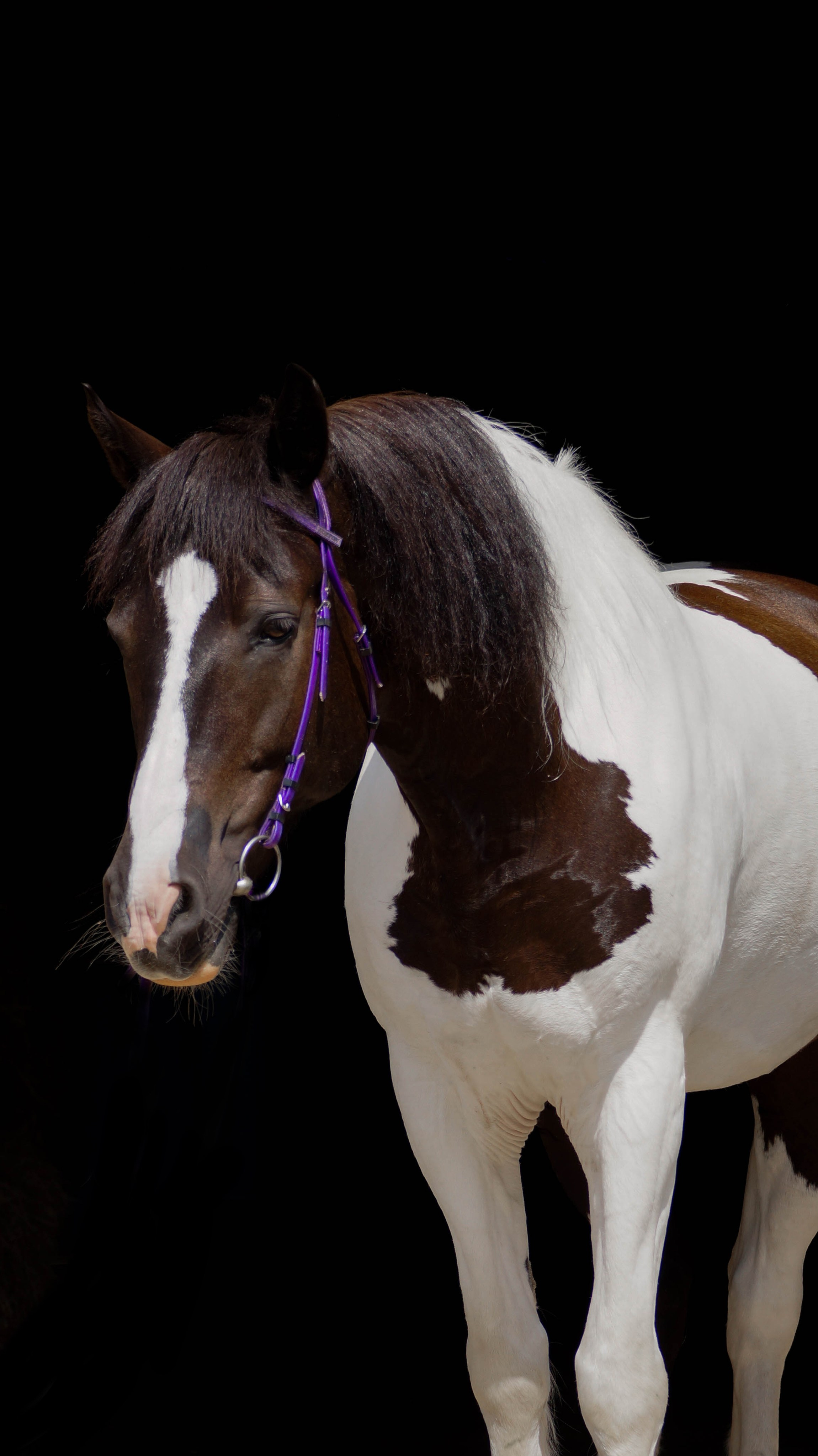 Лошади. Фотосессии с лошадьми в Москве и МО