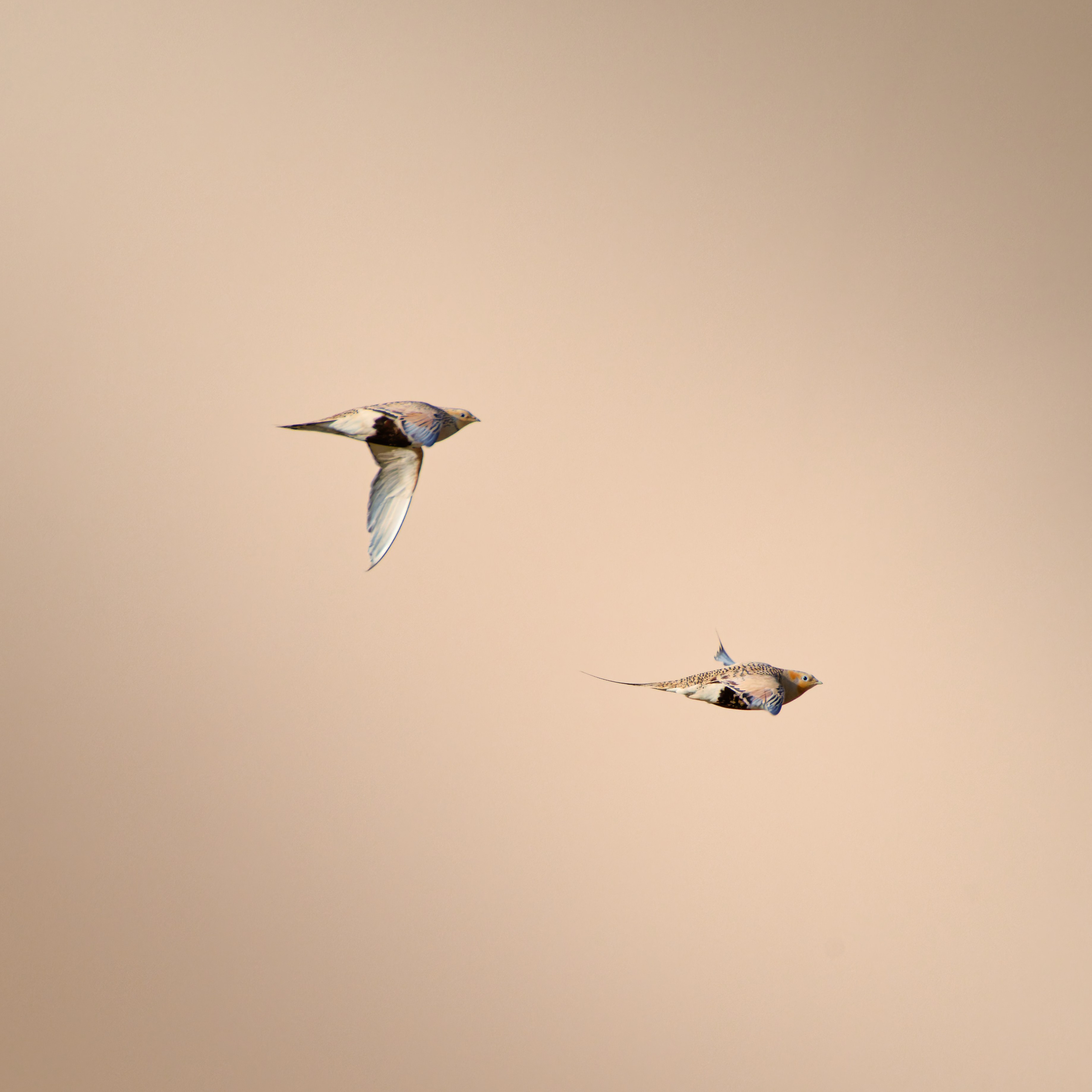 Экспедиция в Монголию (Гоби). Семоха Валерий. Фотограф