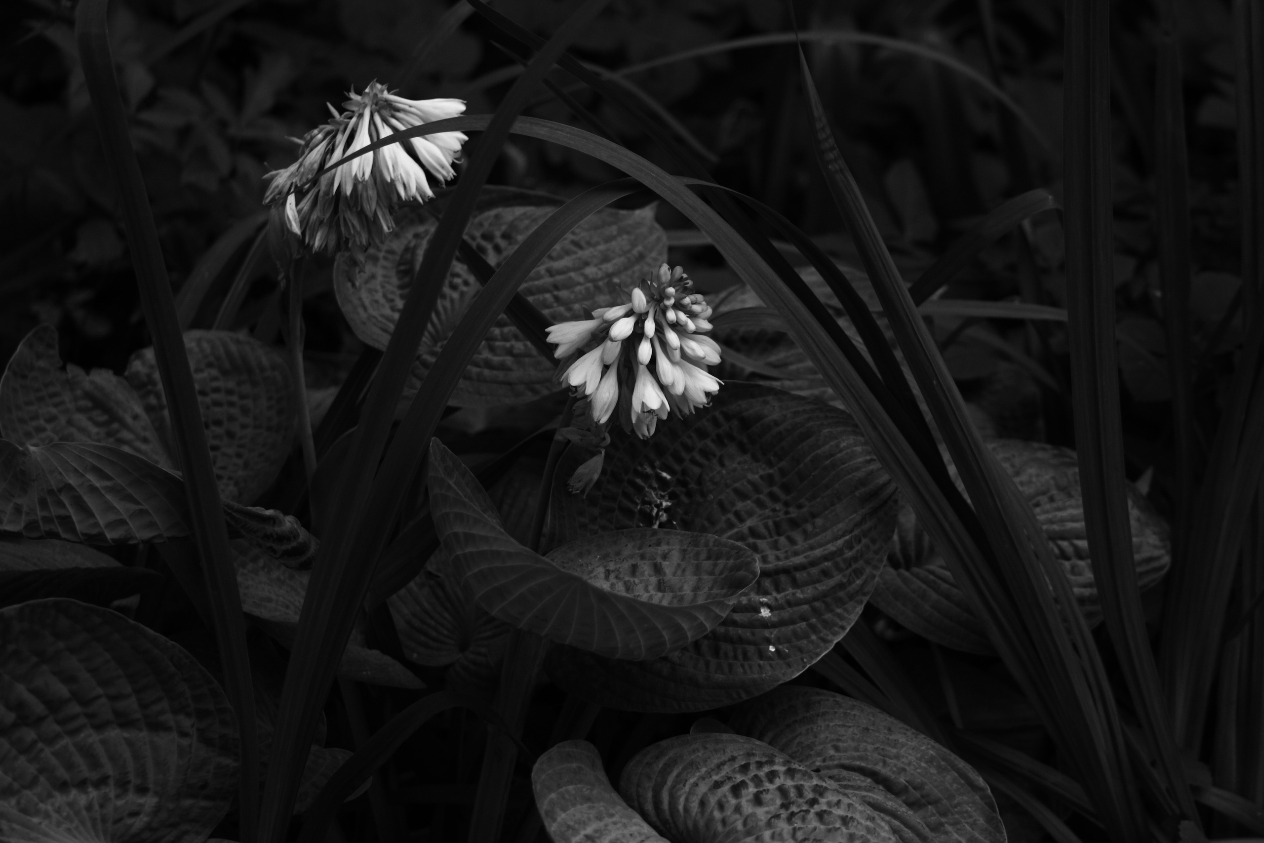 Цветы. Фотограф Сергей Яркин