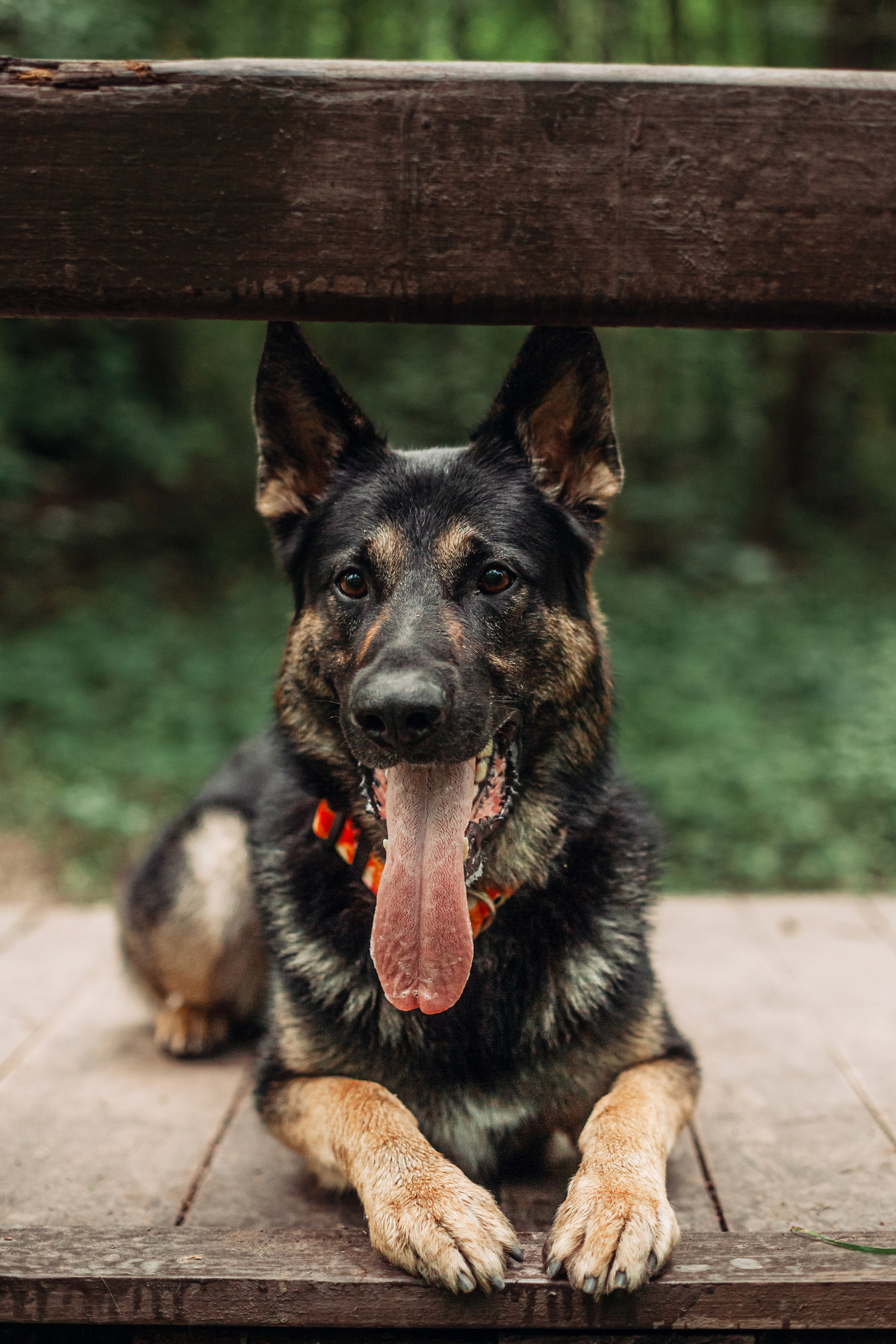 Лесная летняя фотопрогулка. Фотограф-анималист Татьяна Степанова