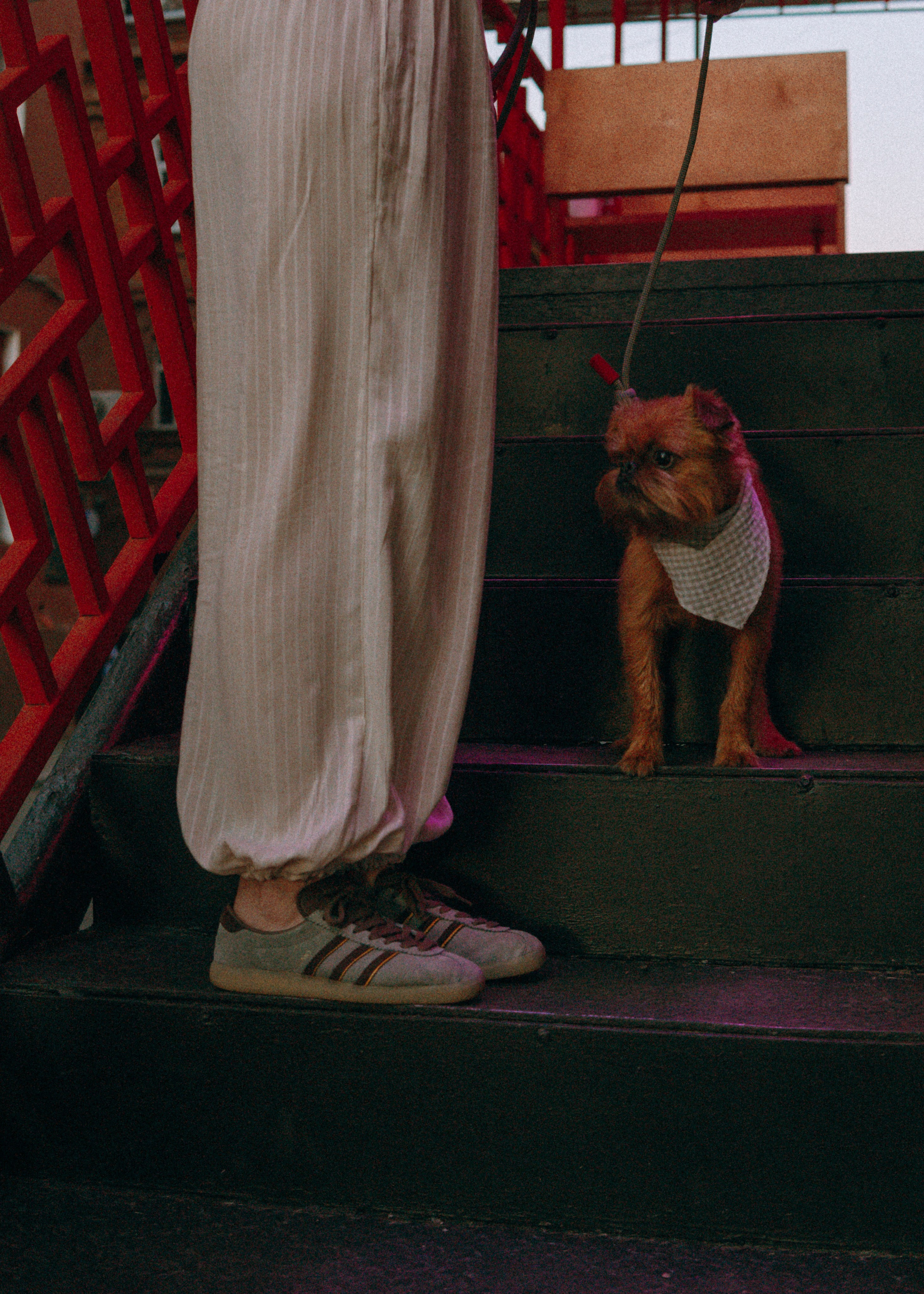 Лена и Альфи. Фотограф-анималист Ксения Воробьева, Москва