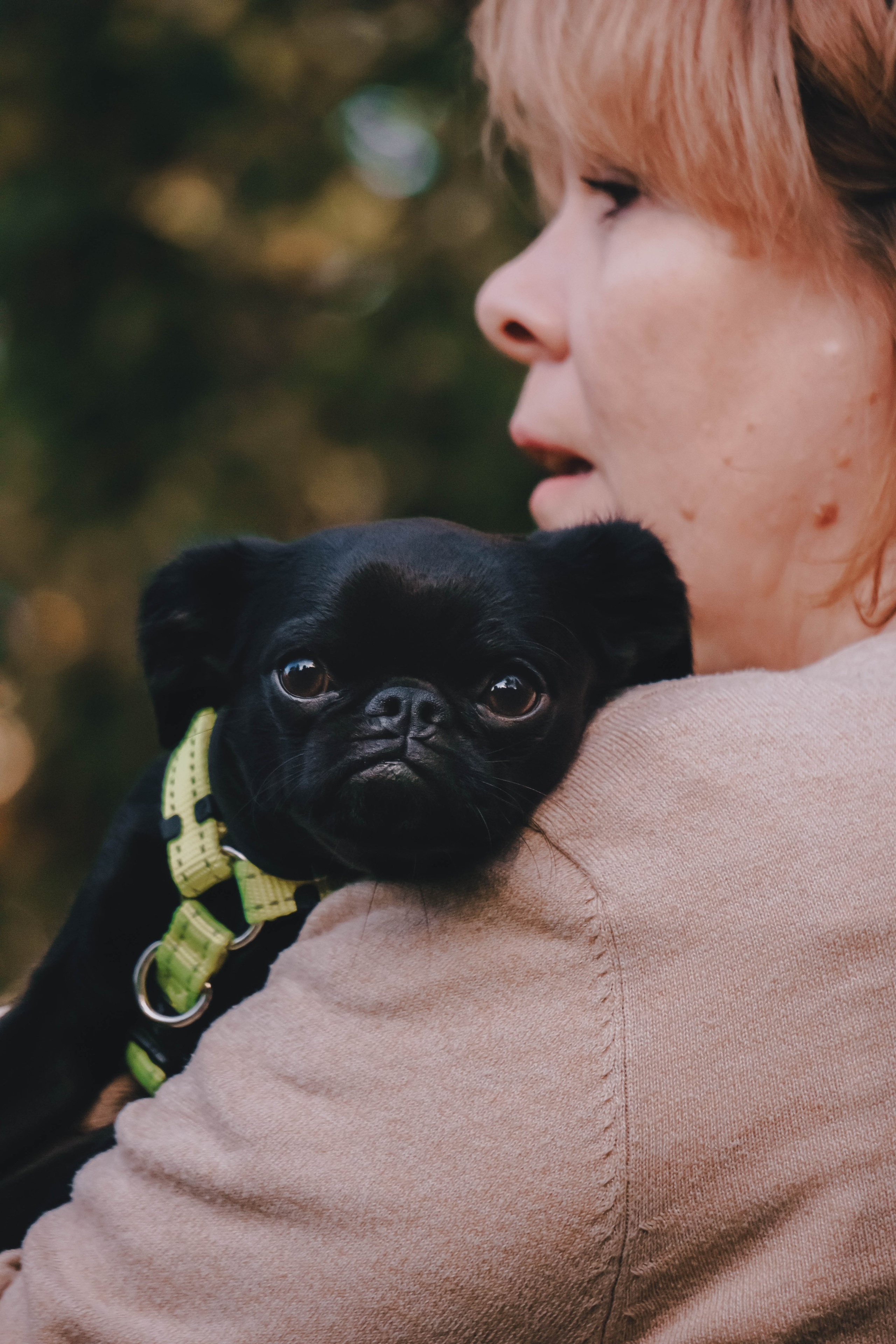 Мини-туса гриффоны и брабансоны. Фотограф-анималист Ксения Воробьева, Москва