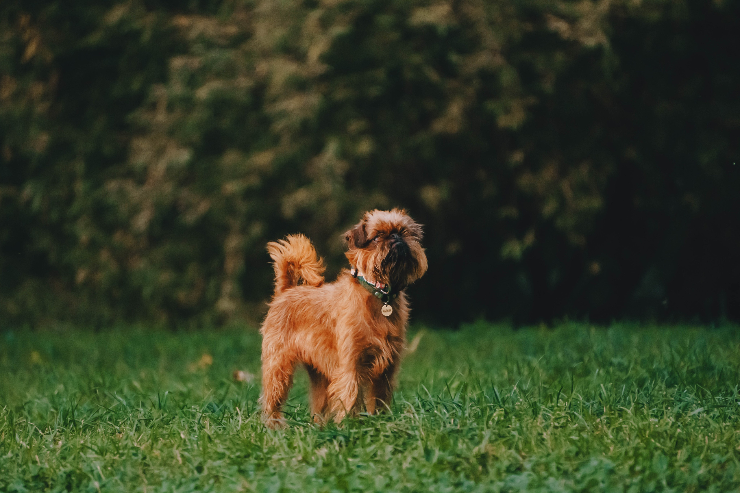 Мини-туса гриффоны и брабансоны. Фотограф-анималист Ксения Воробьева, Москва