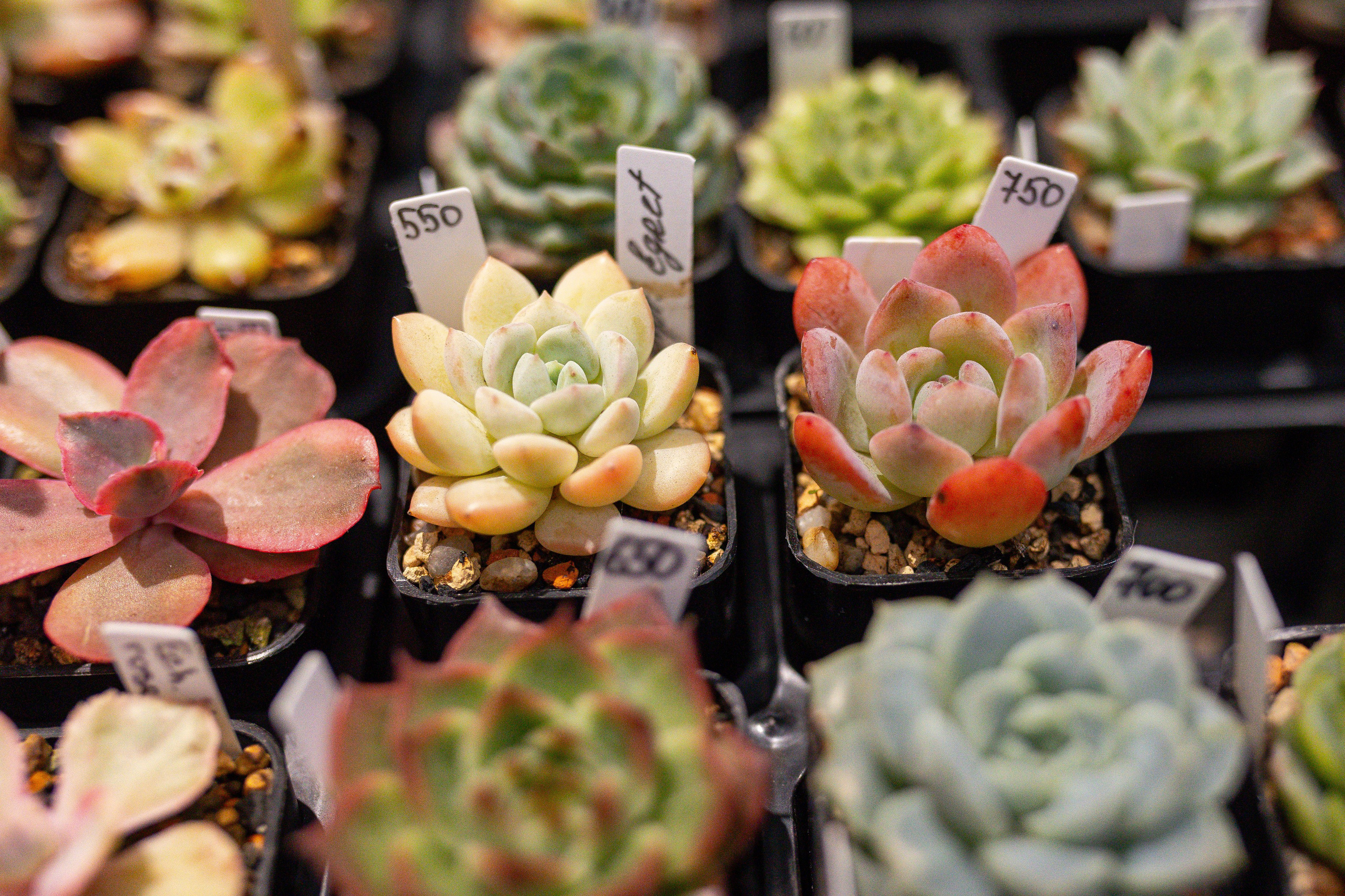 Ярмарка Green Rare 20.09.25. Александра Куликова фотограф, Москва